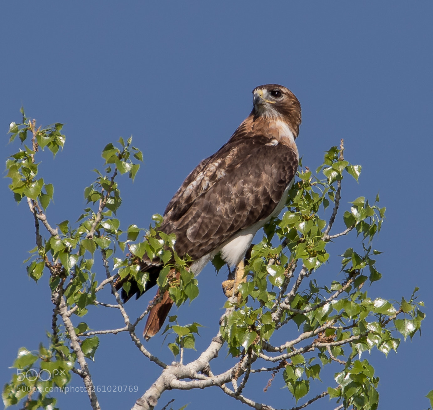Canon EOS 7D Mark II sample photo. Red-tailed hawk photography