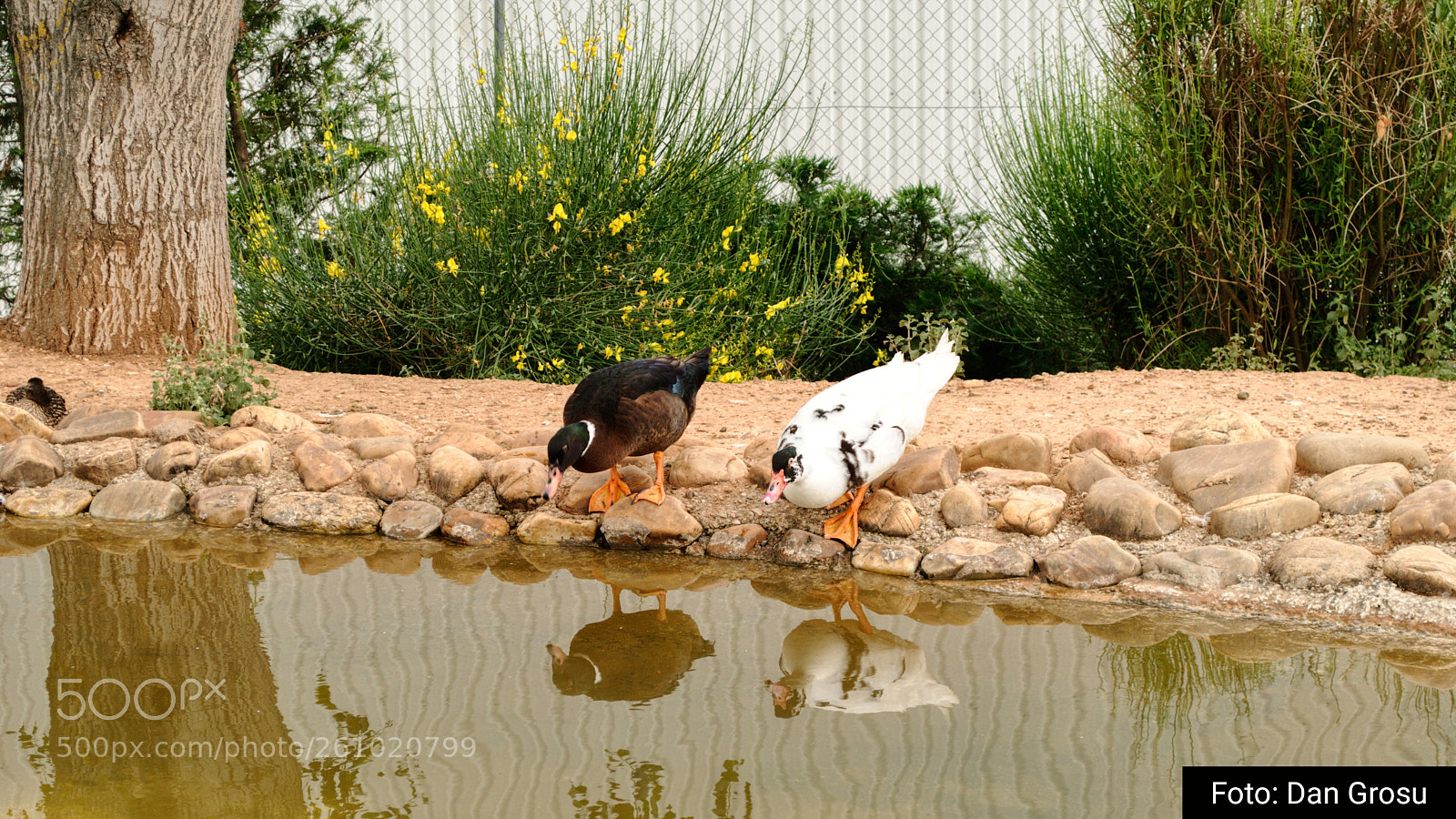 Nikon D3000 sample photo. Ducks reflecting in water photography