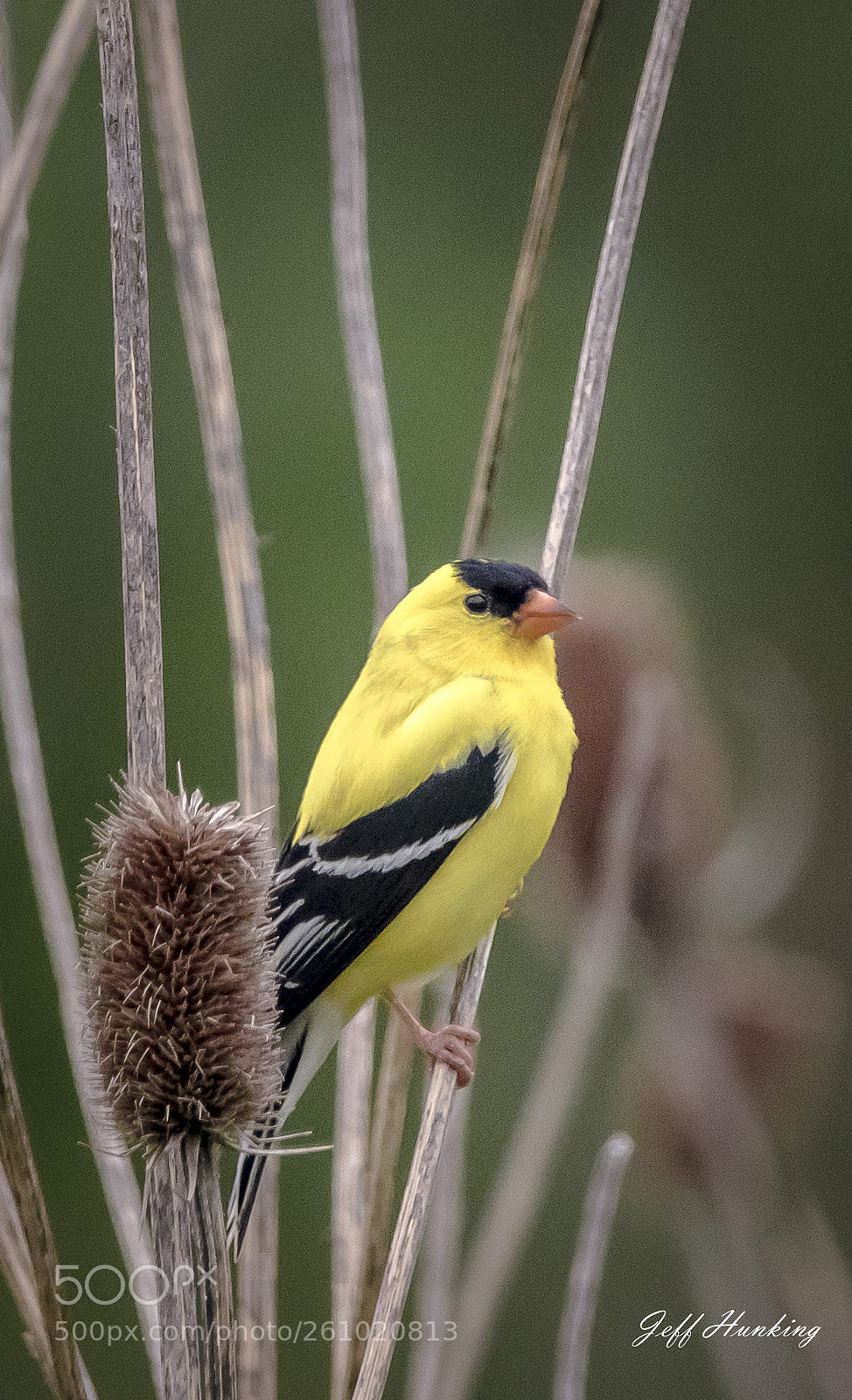 Canon EOS 7D Mark II sample photo. Finch photography