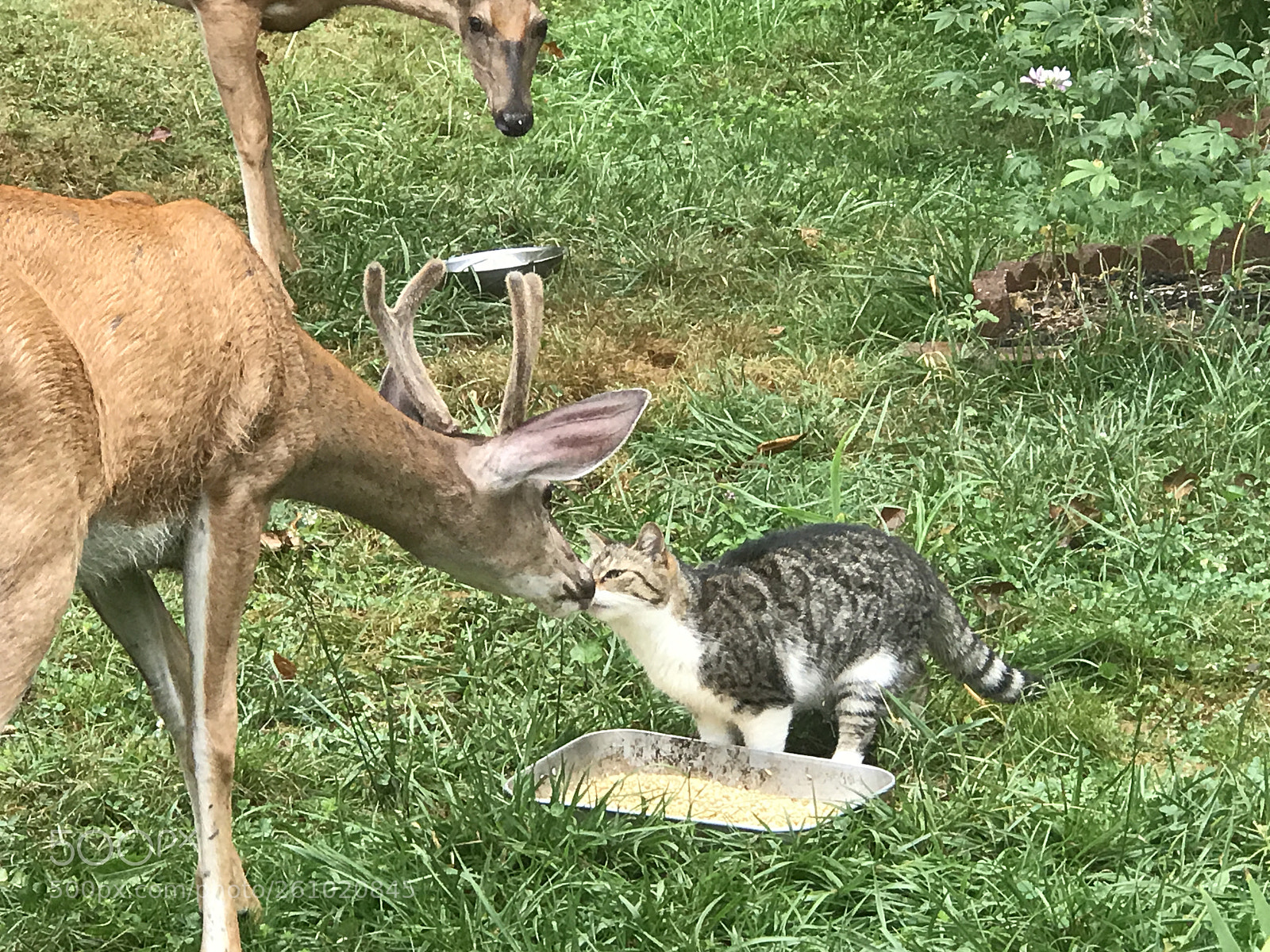 Apple iPhone 7 Plus sample photo. Sugar foot and wild photography