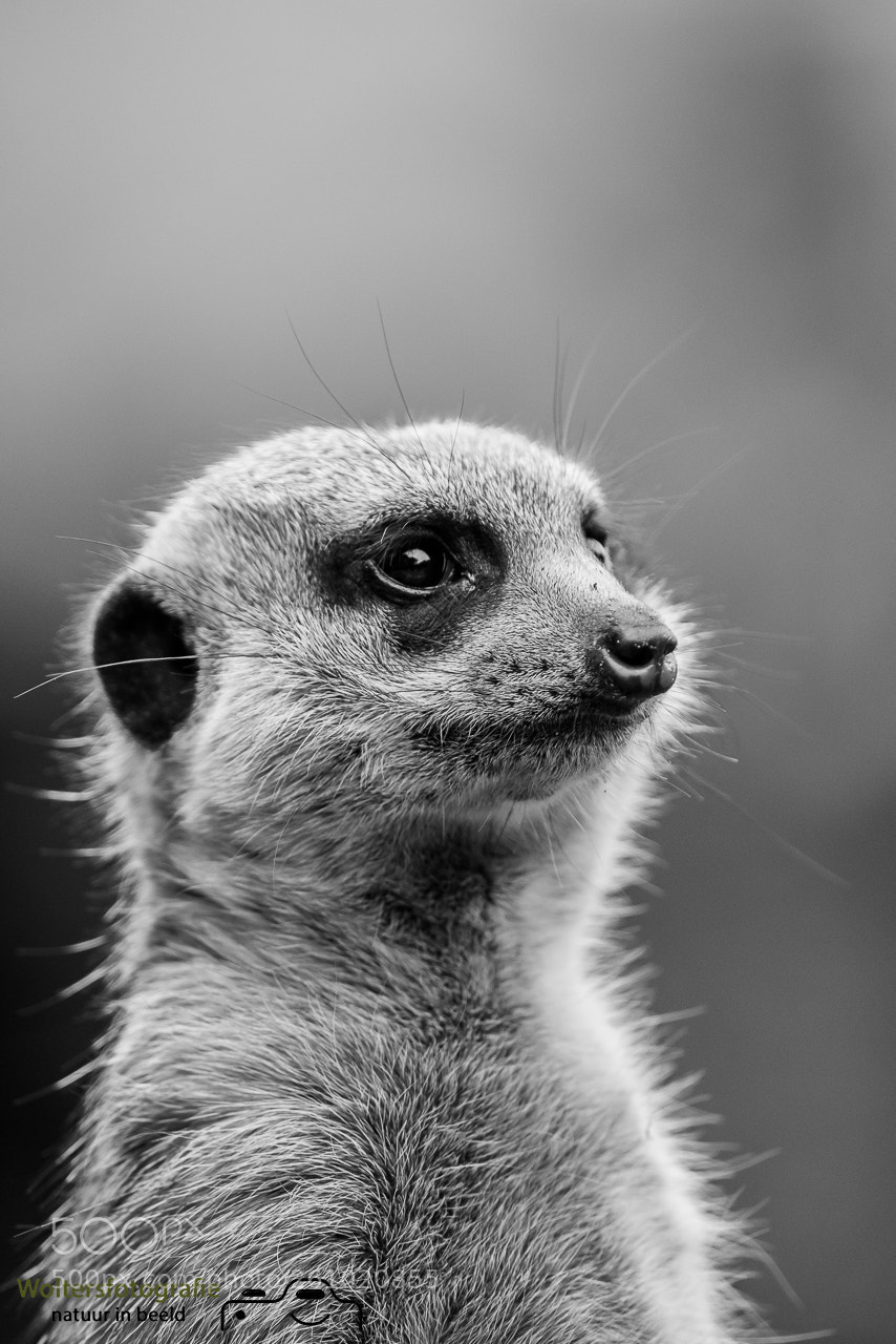 Nikon D800 sample photo. A portret of a photography