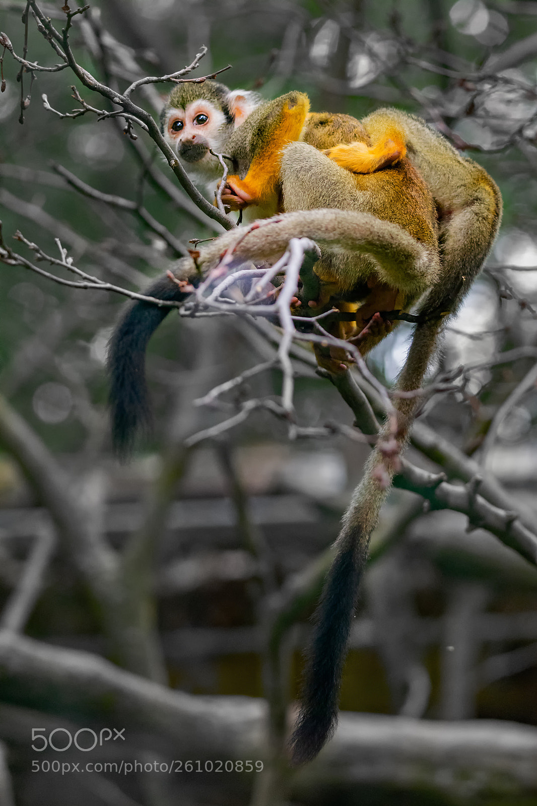 Nikon D5300 sample photo. Common squirrel monkey saimiri photography