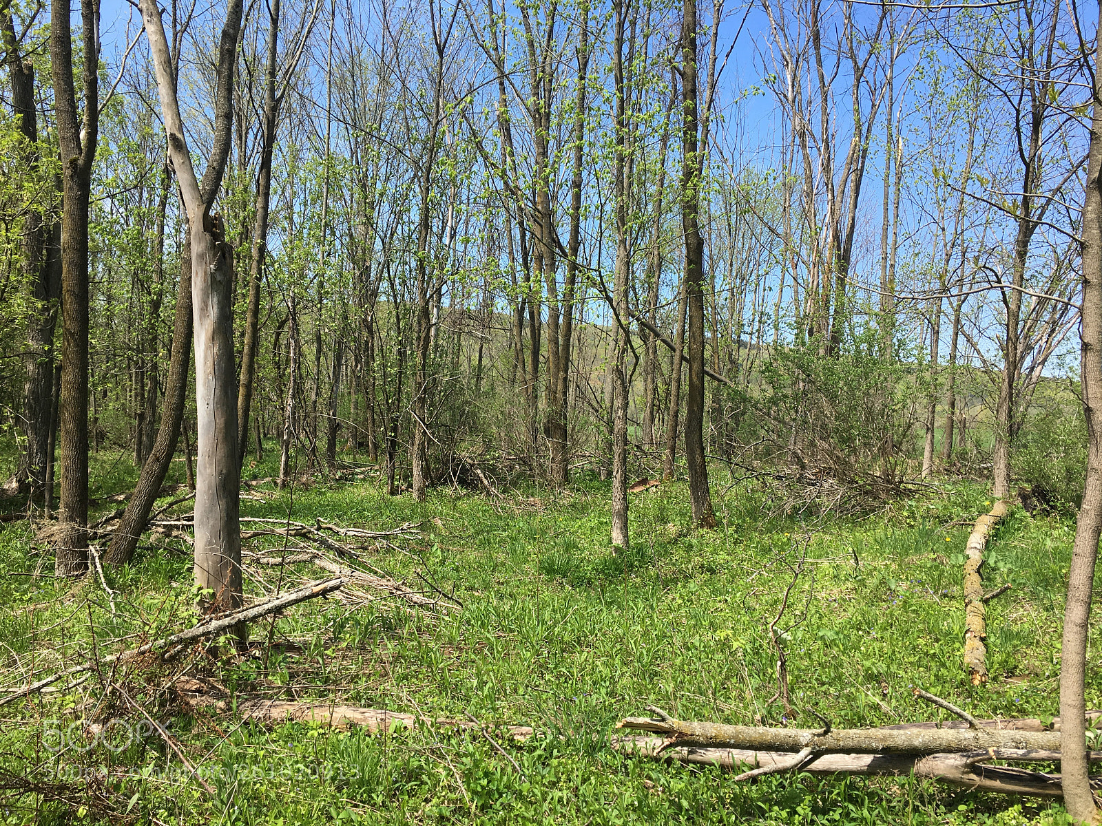 Apple iPhone 6s sample photo. Lost valley, thinning woods photography
