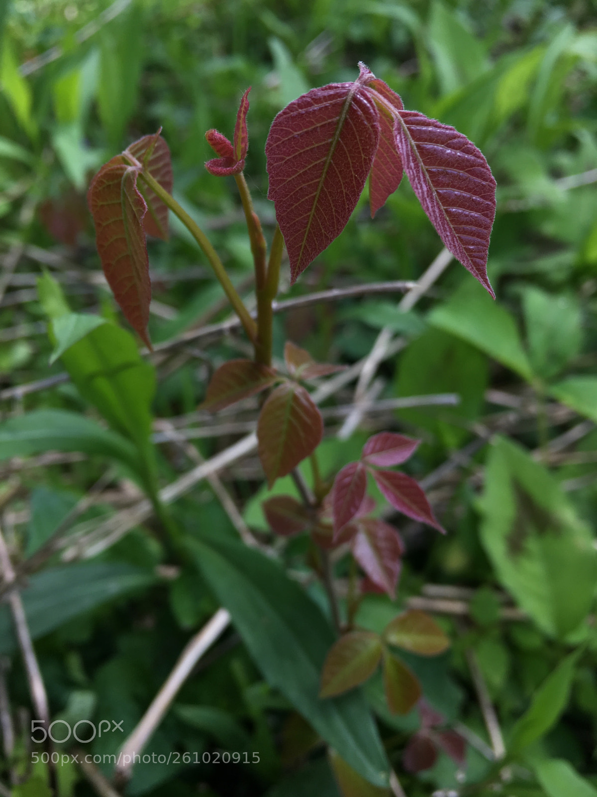 Apple iPhone 6s sample photo. Lost valley, red leaves photography
