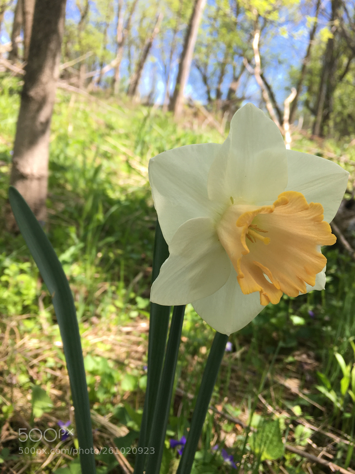 Apple iPhone 6s sample photo. Lost valley, daffodil photography