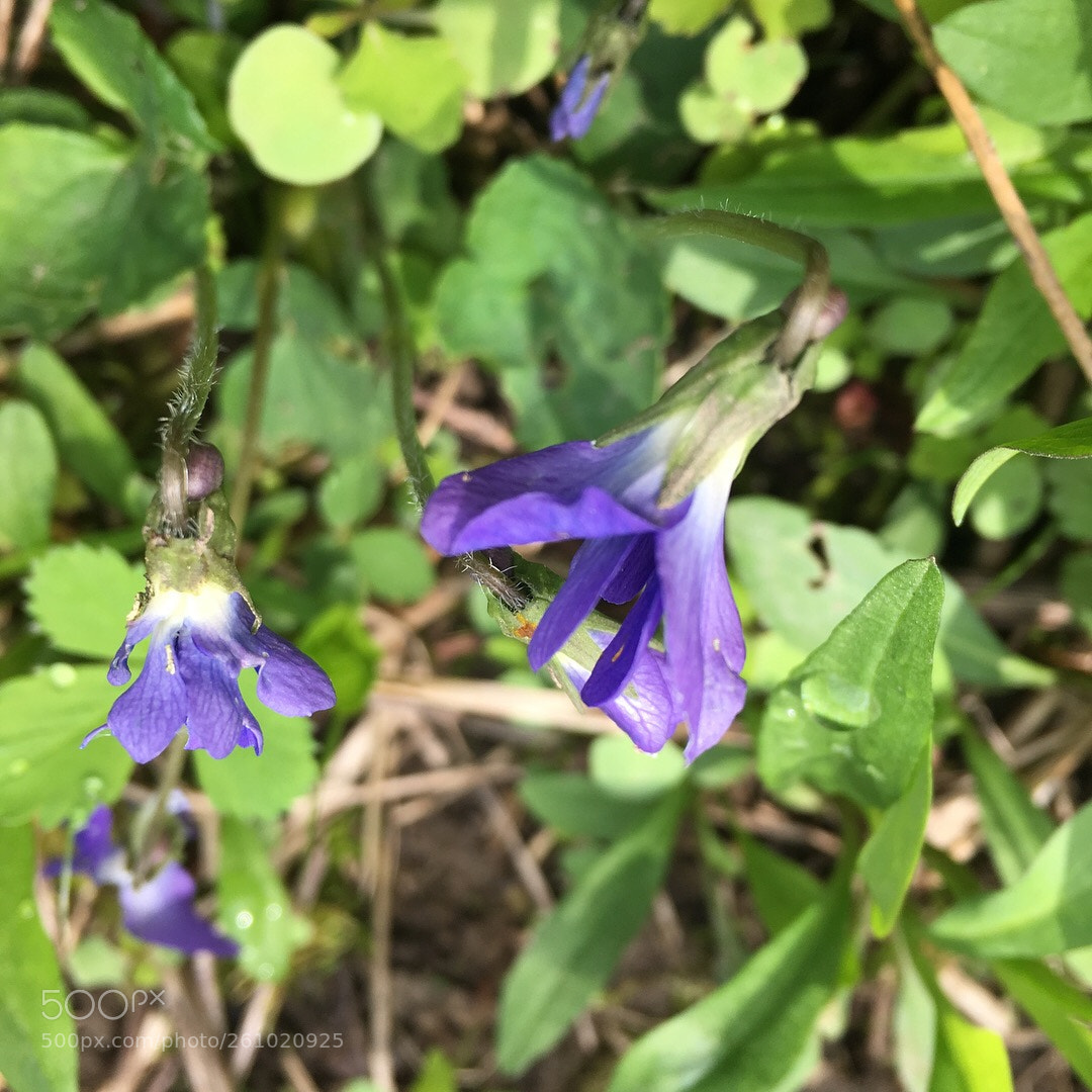 Apple iPhone 6s sample photo. Lost valley, purple photography