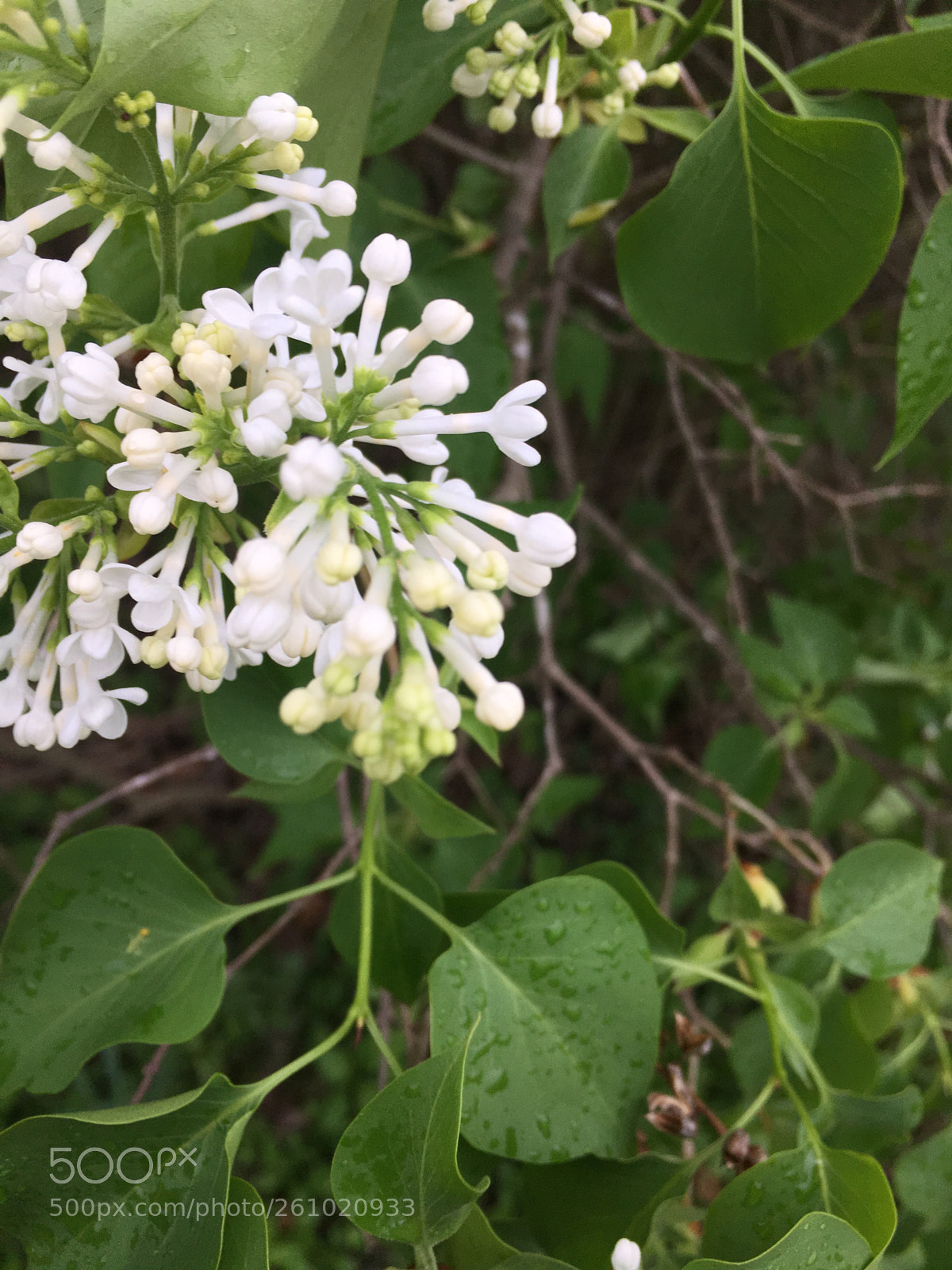 Apple iPhone 6s sample photo. Lost valley, white photography
