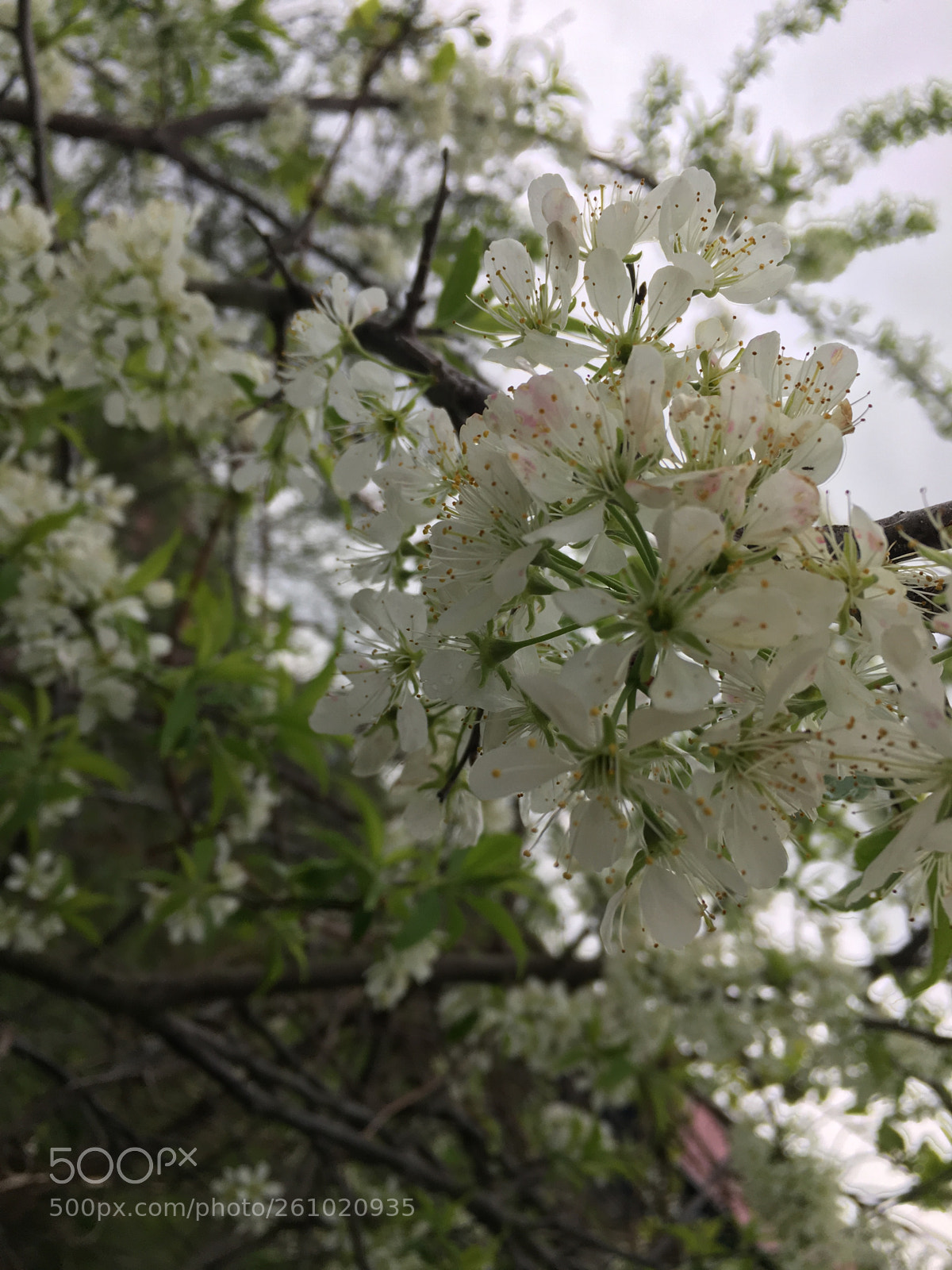 Apple iPhone 6s sample photo. Lost valley, white 2 photography