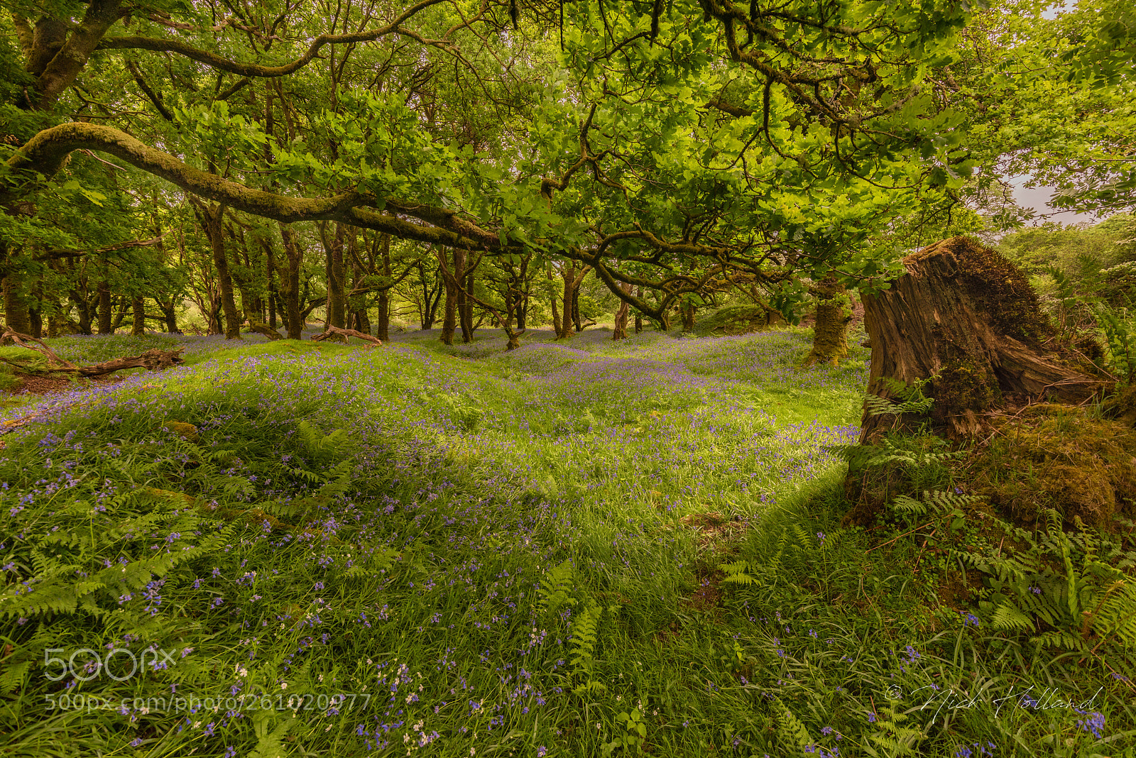 Nikon D810 sample photo. Burritor - dartmoor photography