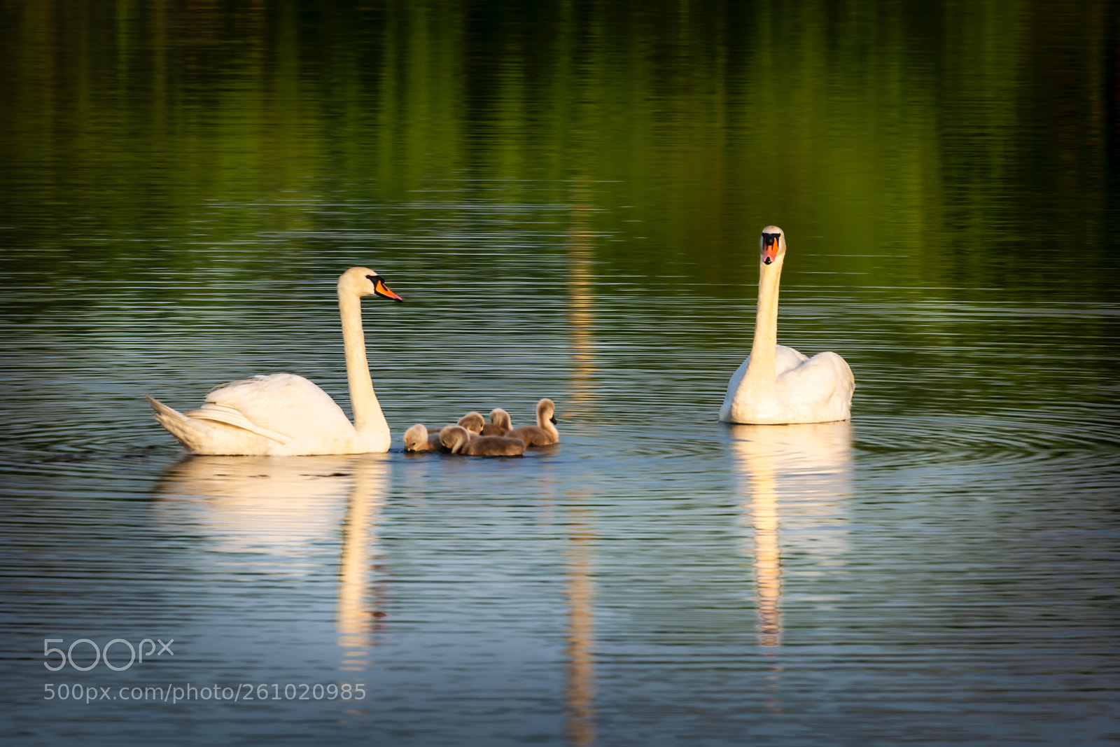 Nikon D7100 sample photo. Swans photography