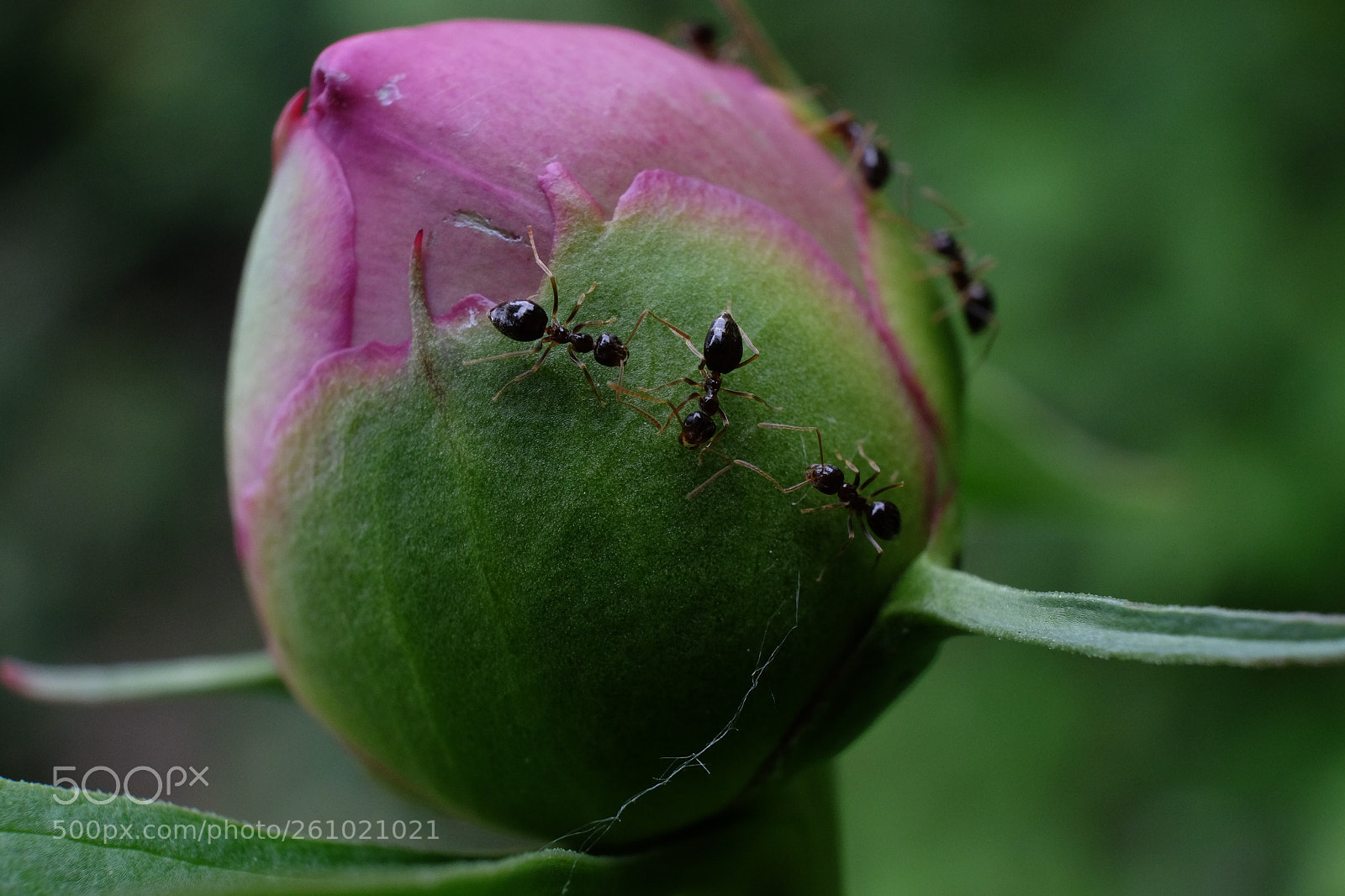 Fujifilm X-T10 sample photo. Peonies and ants photography