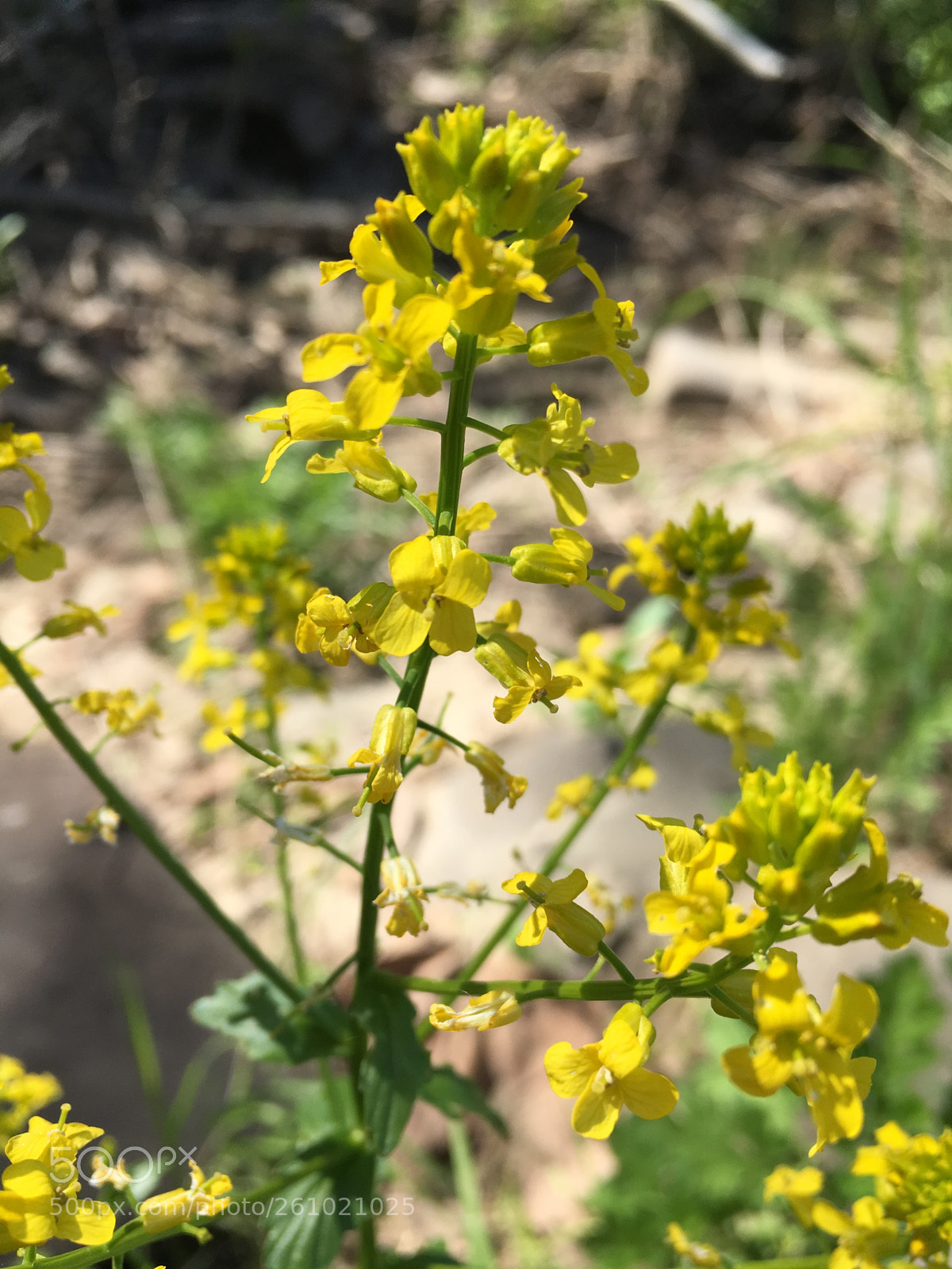 Apple iPhone 6s sample photo. Lost valley, yellow photography