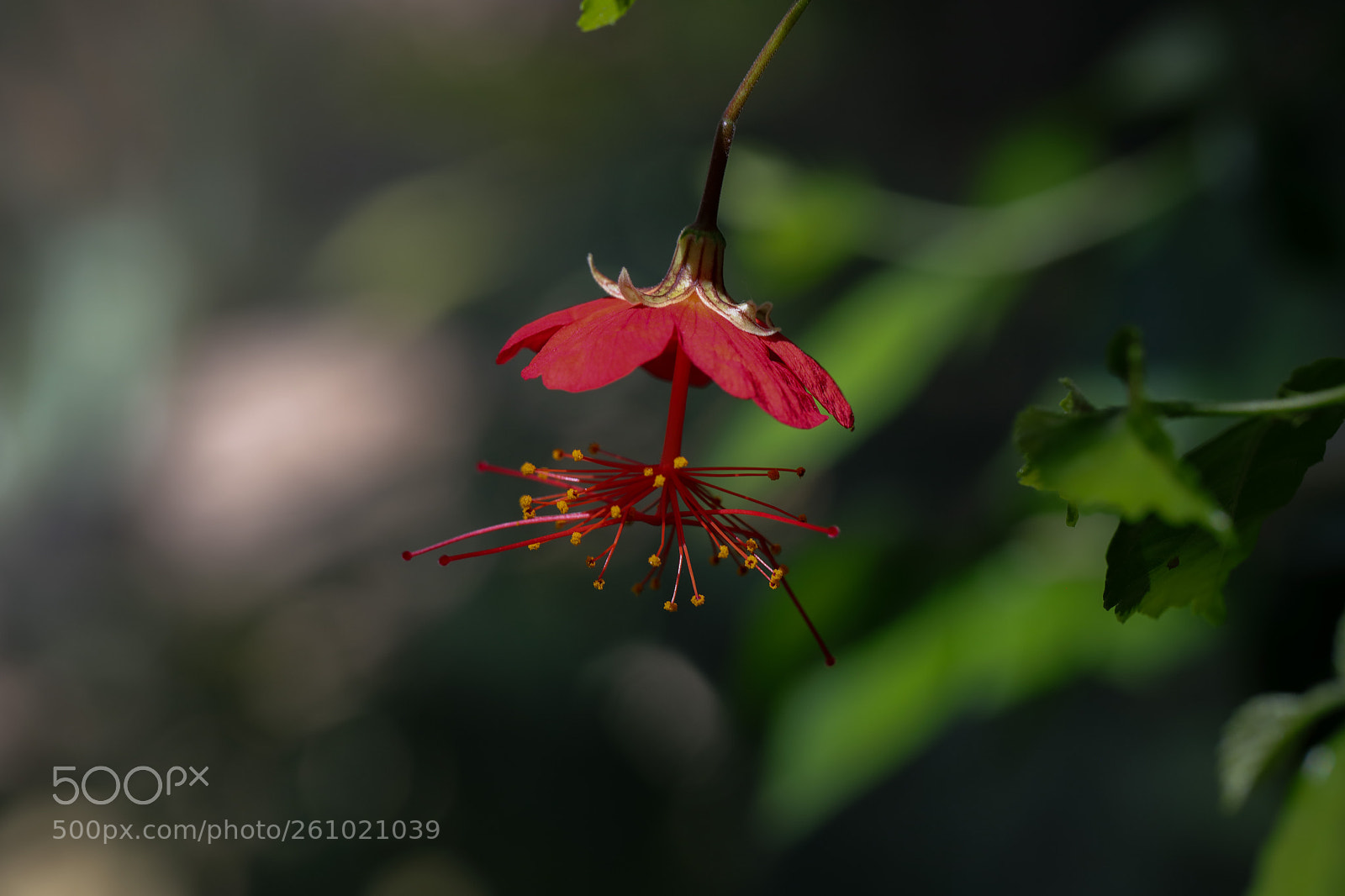 Canon EOS 5D Mark IV sample photo. Hibiscus grandidieri photography