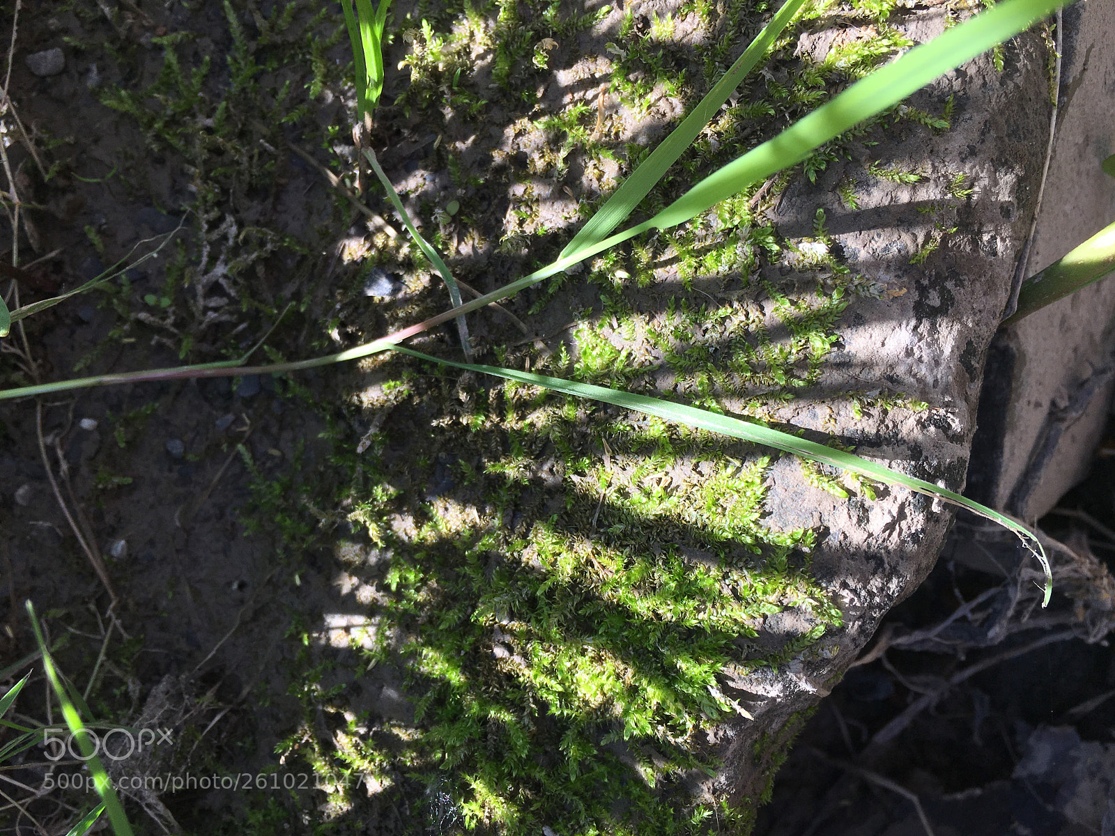 Apple iPhone 6s sample photo. Lost valley, moss 2 photography
