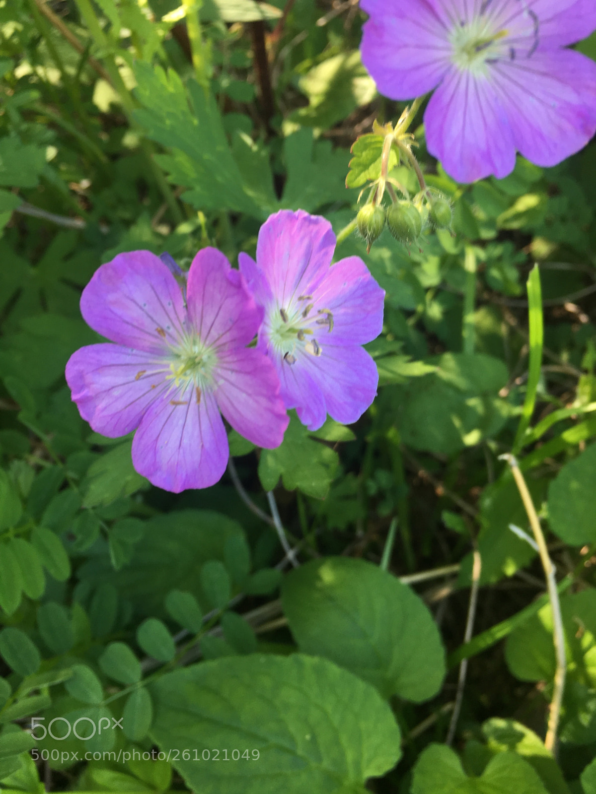 Apple iPhone 6s sample photo. Lost valley, purple 3 photography