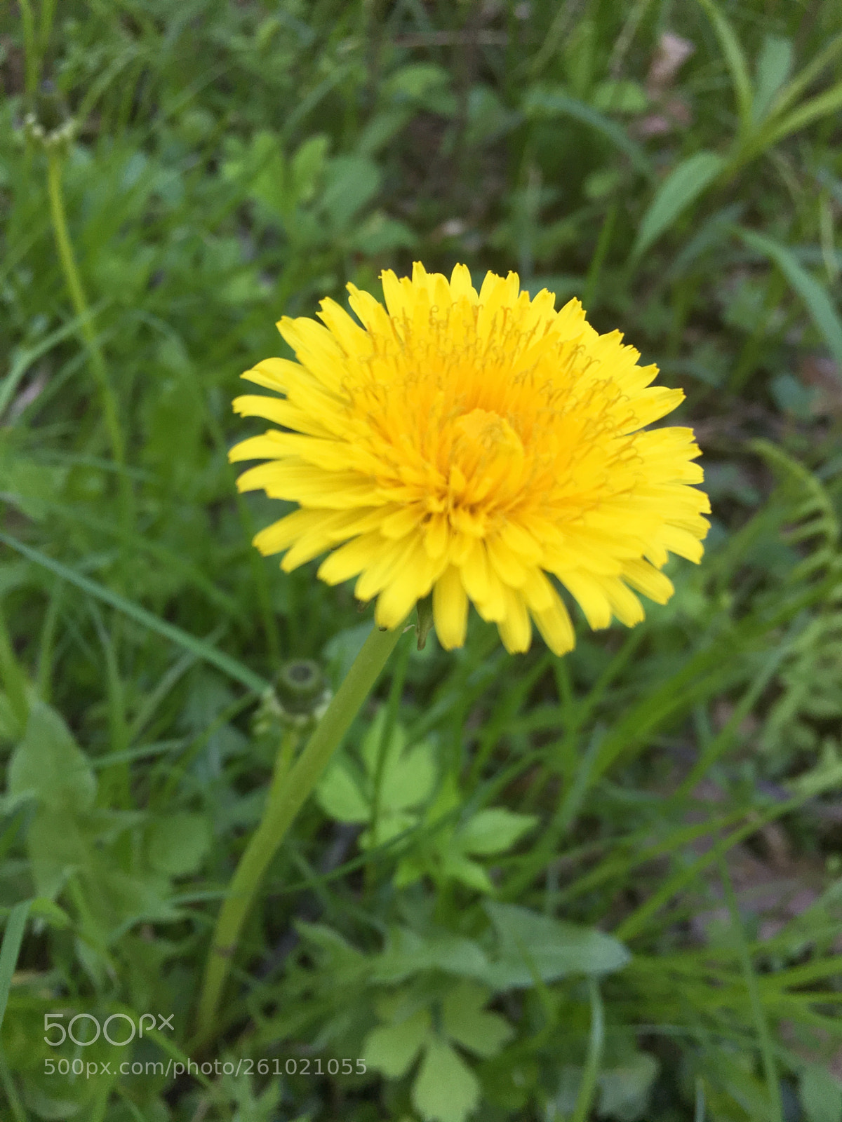 Apple iPhone 6s sample photo. Lost valley, dandelion in photography