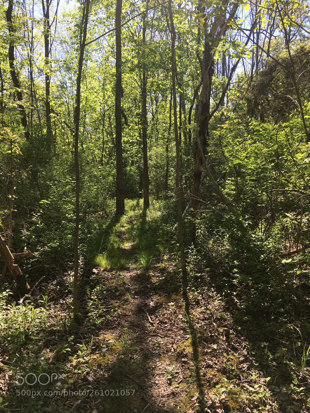 Apple iPhone 6s sample photo. Lost valley, road without photography