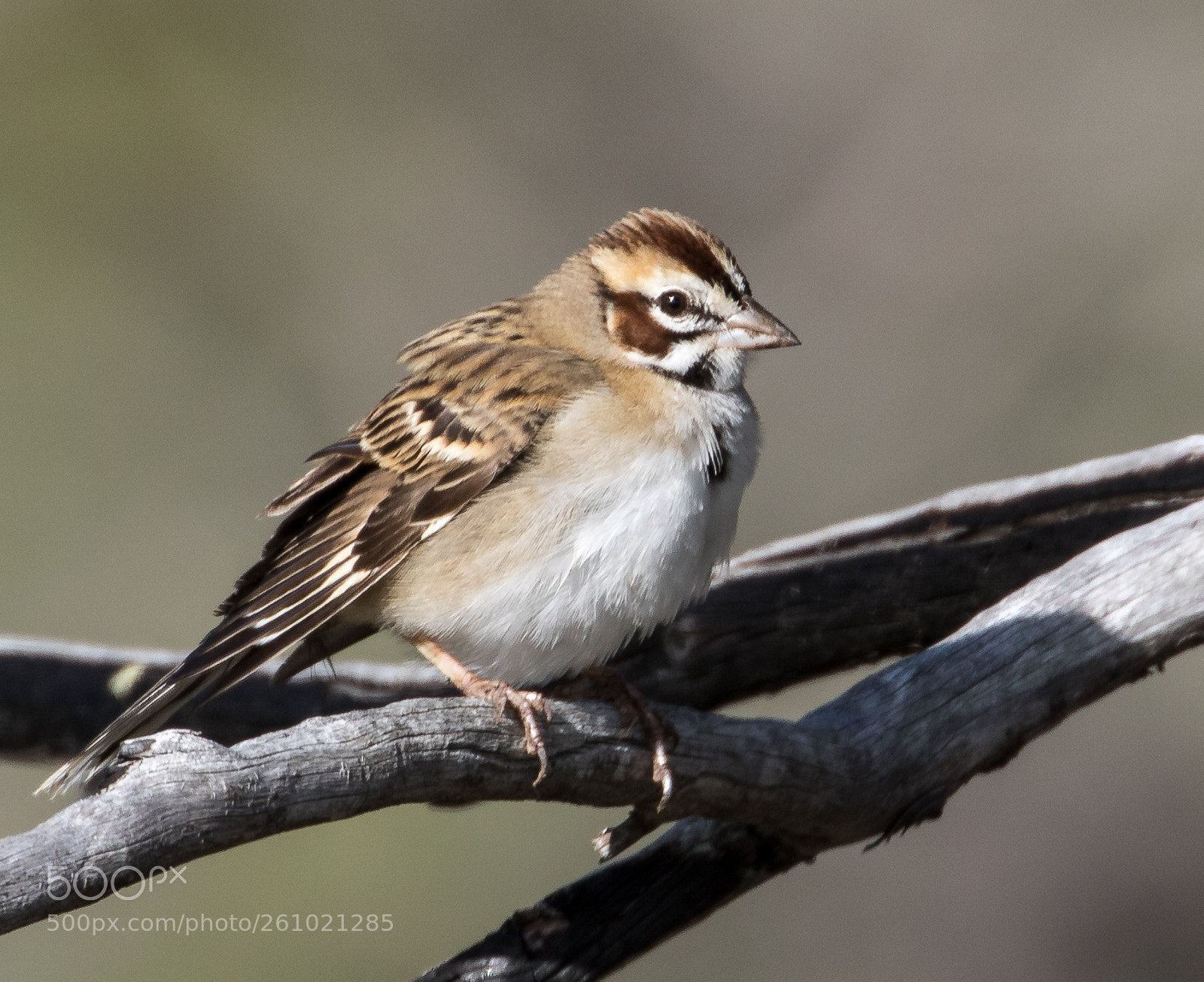 Canon EOS 7D Mark II sample photo. Lark sparrow photography