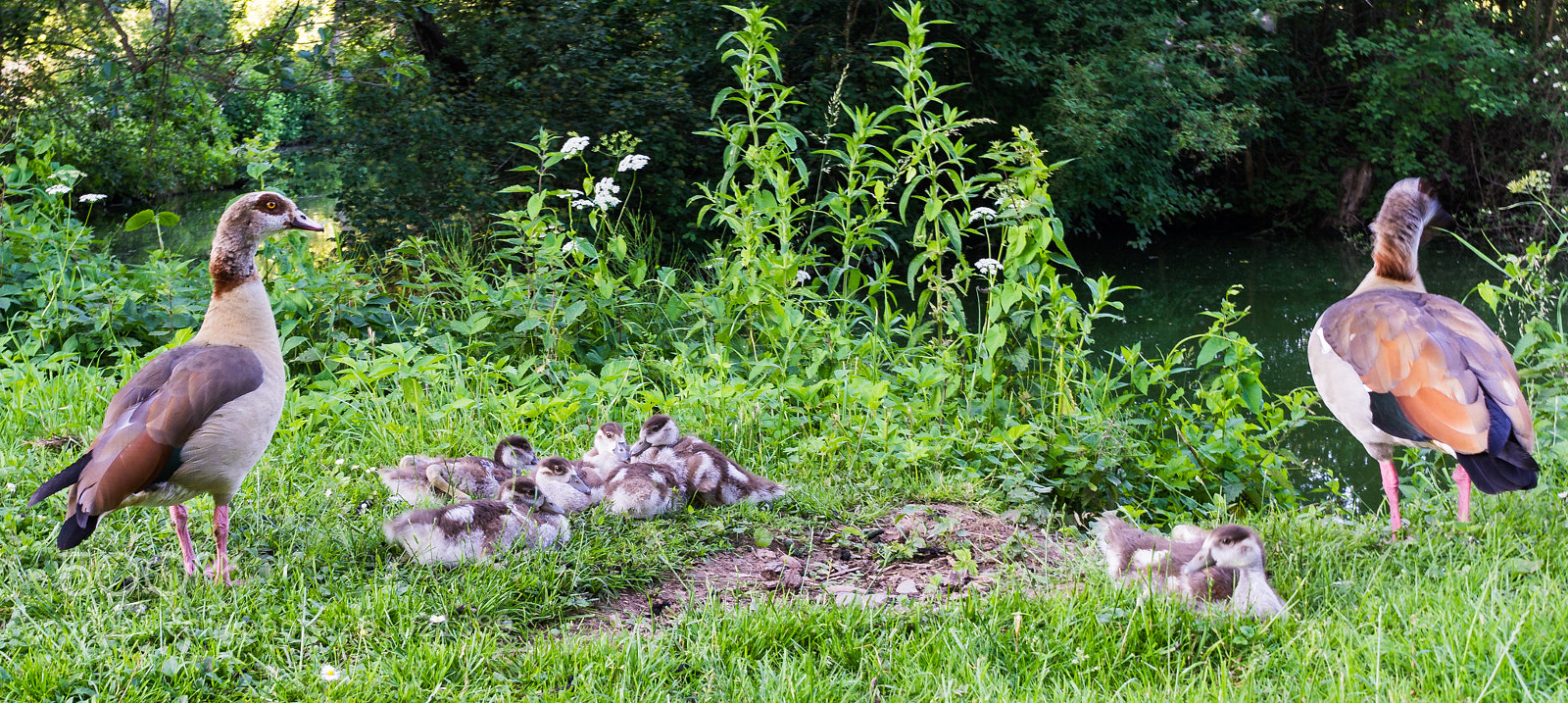 Sony a7 II sample photo. Egyptian goose family photography