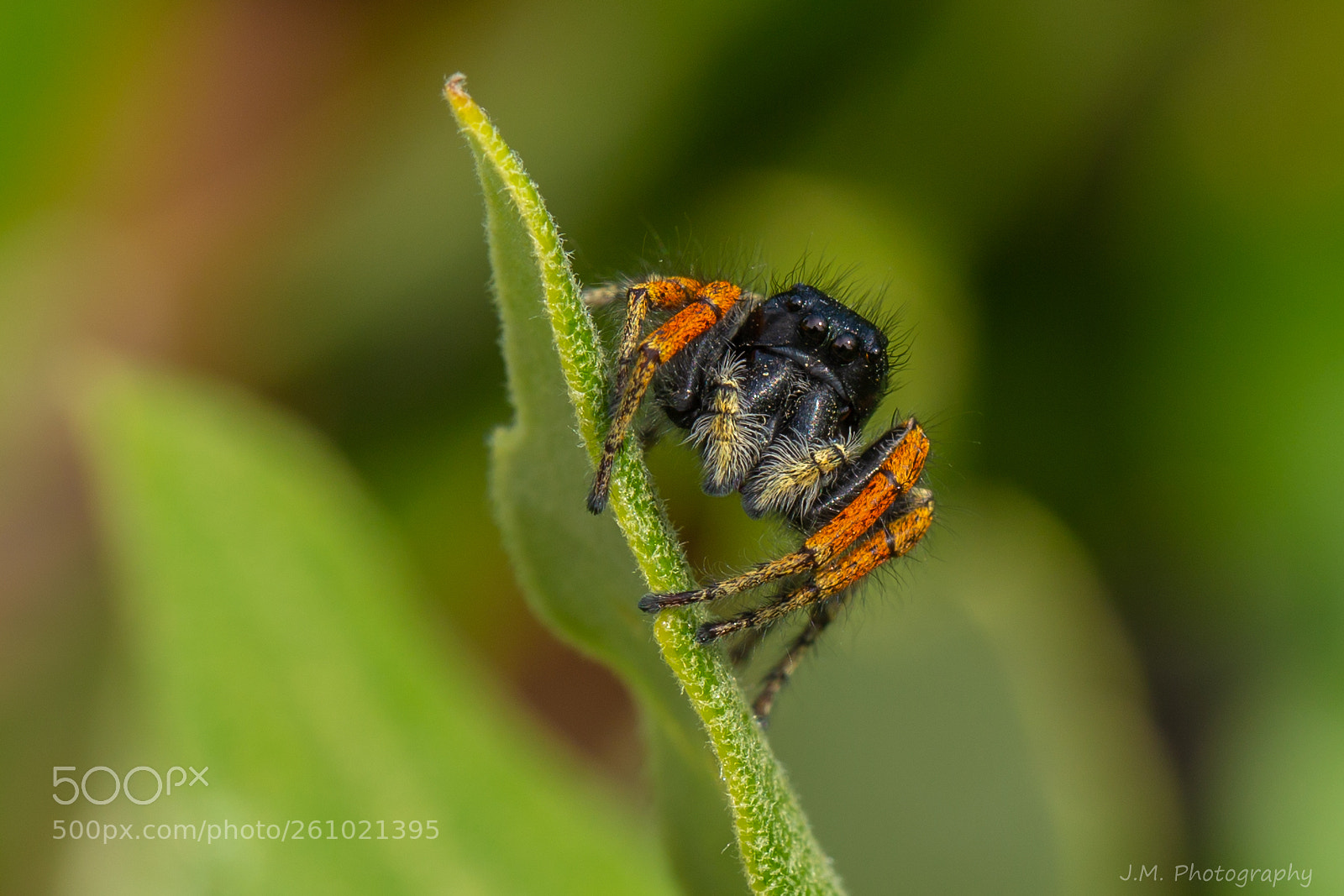 Canon EOS 6D sample photo. Spider photography