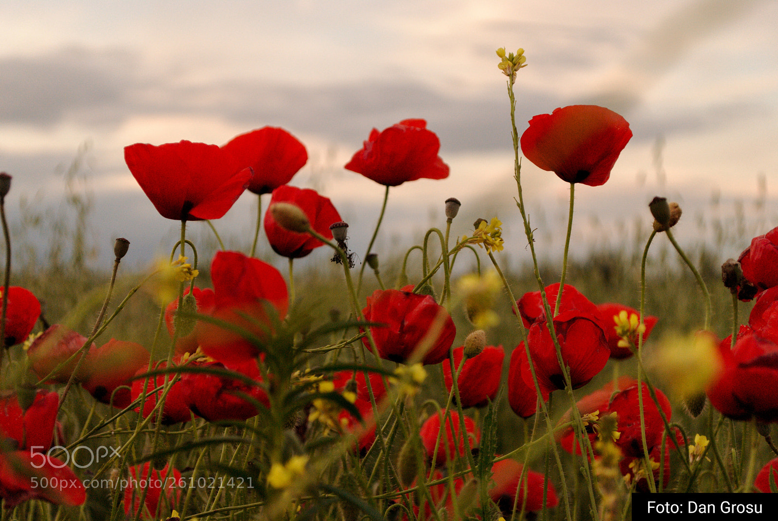 Nikon D3000 sample photo. June flowers photography