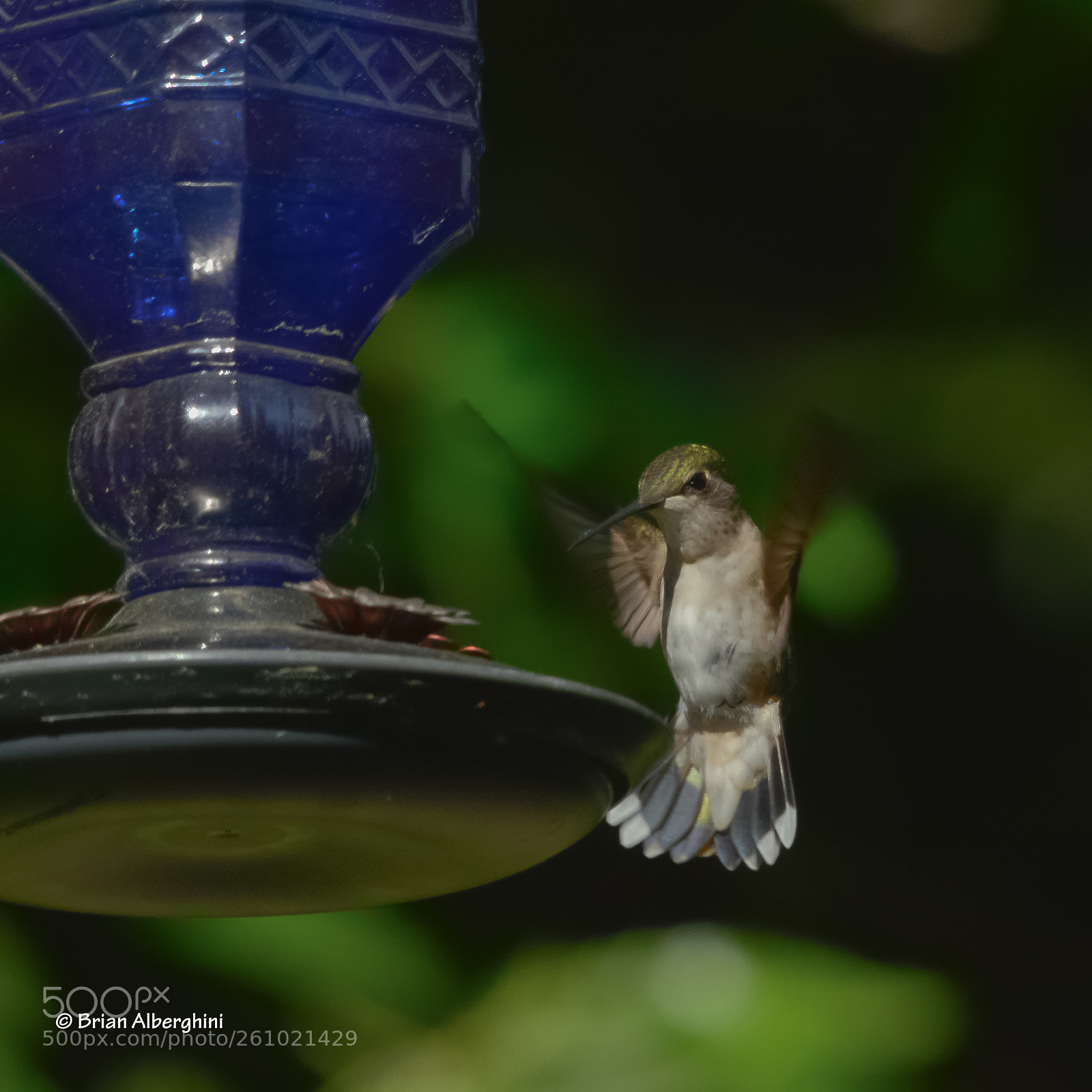 Nikon D7100 sample photo. Whoa! photography