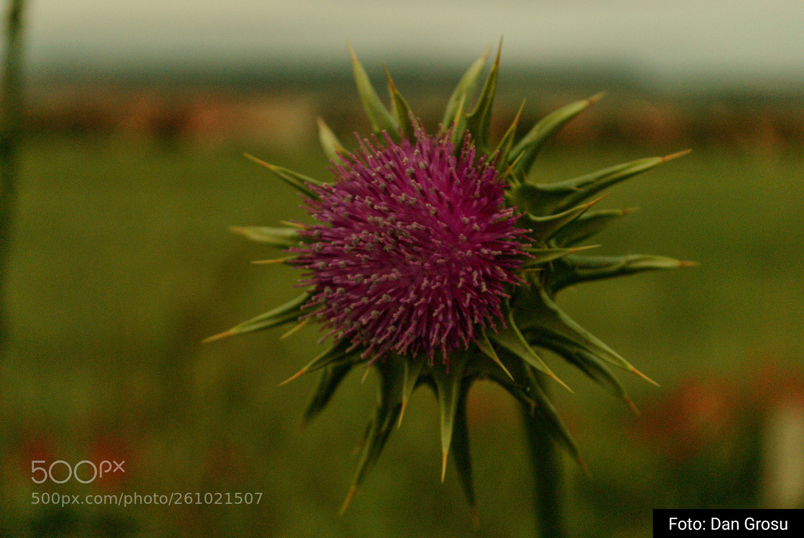Nikon D3000 sample photo. Flower portrait photography