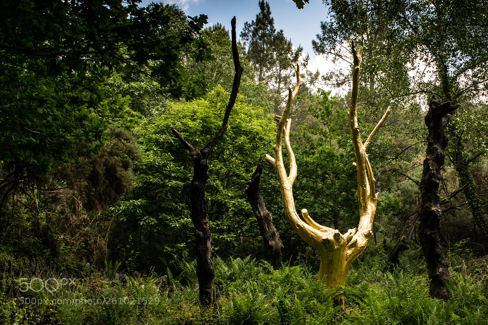 Nikon D5300 sample photo. Ballade dans la for photography