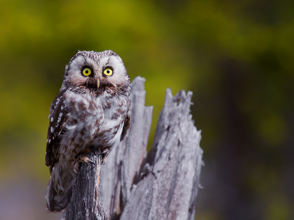 Tengmalm's Owl by Håkon Øvermo on 500px.com