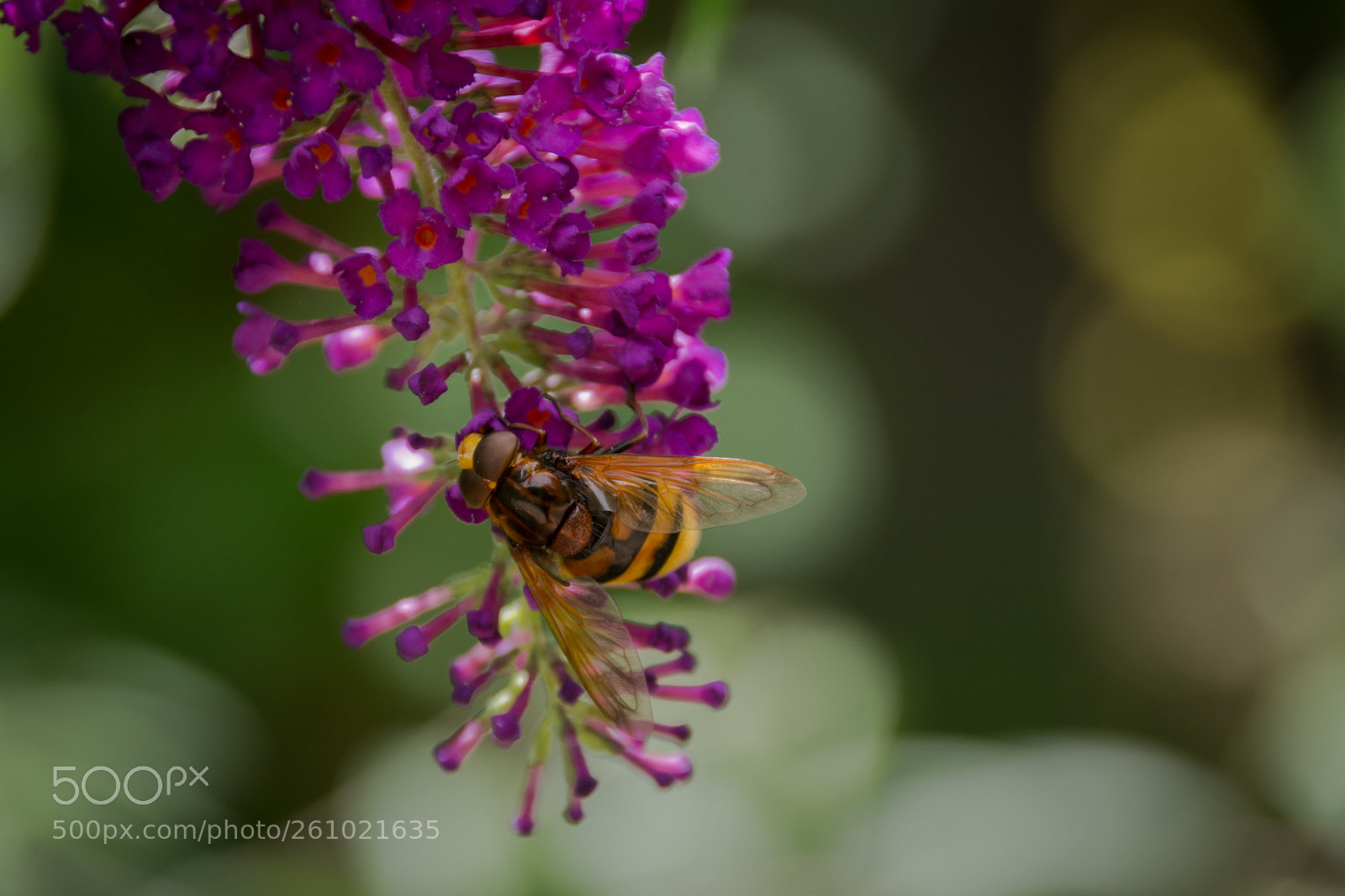 Nikon D3100 sample photo. Macro photography