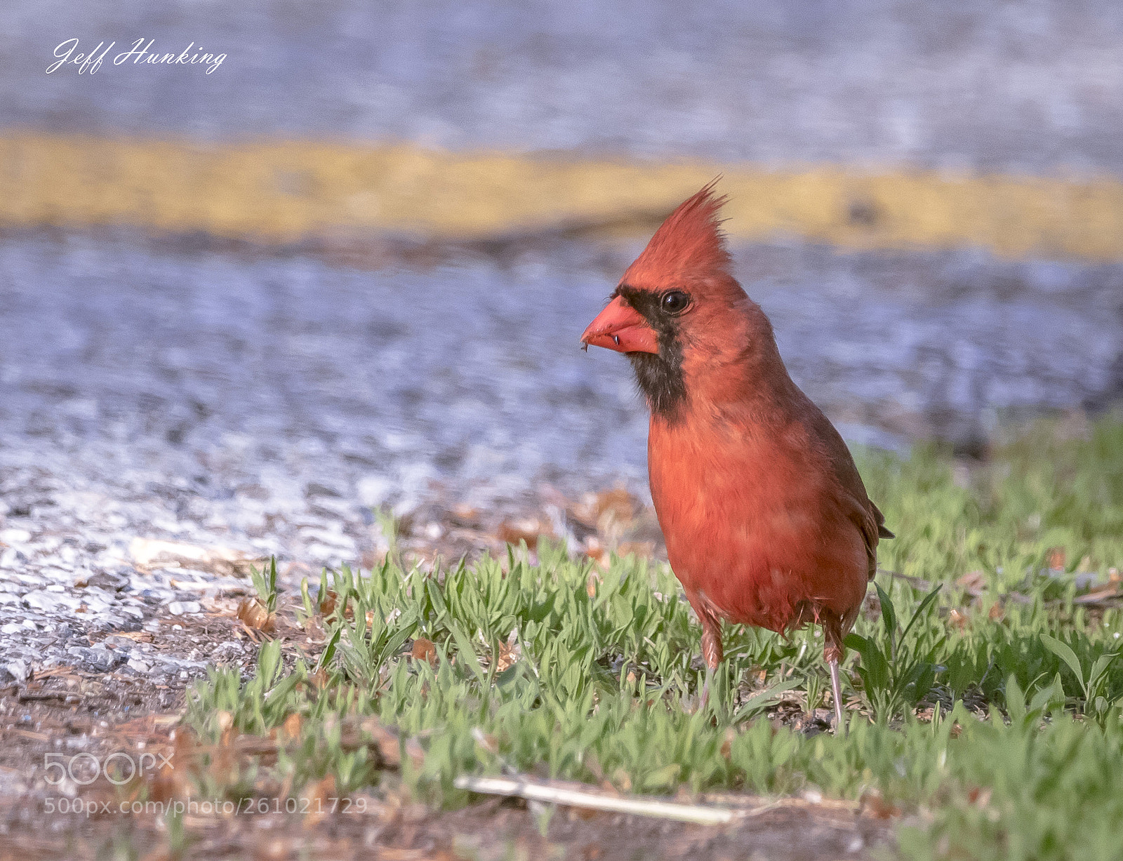Canon EOS 7D Mark II sample photo. Cardinal photography