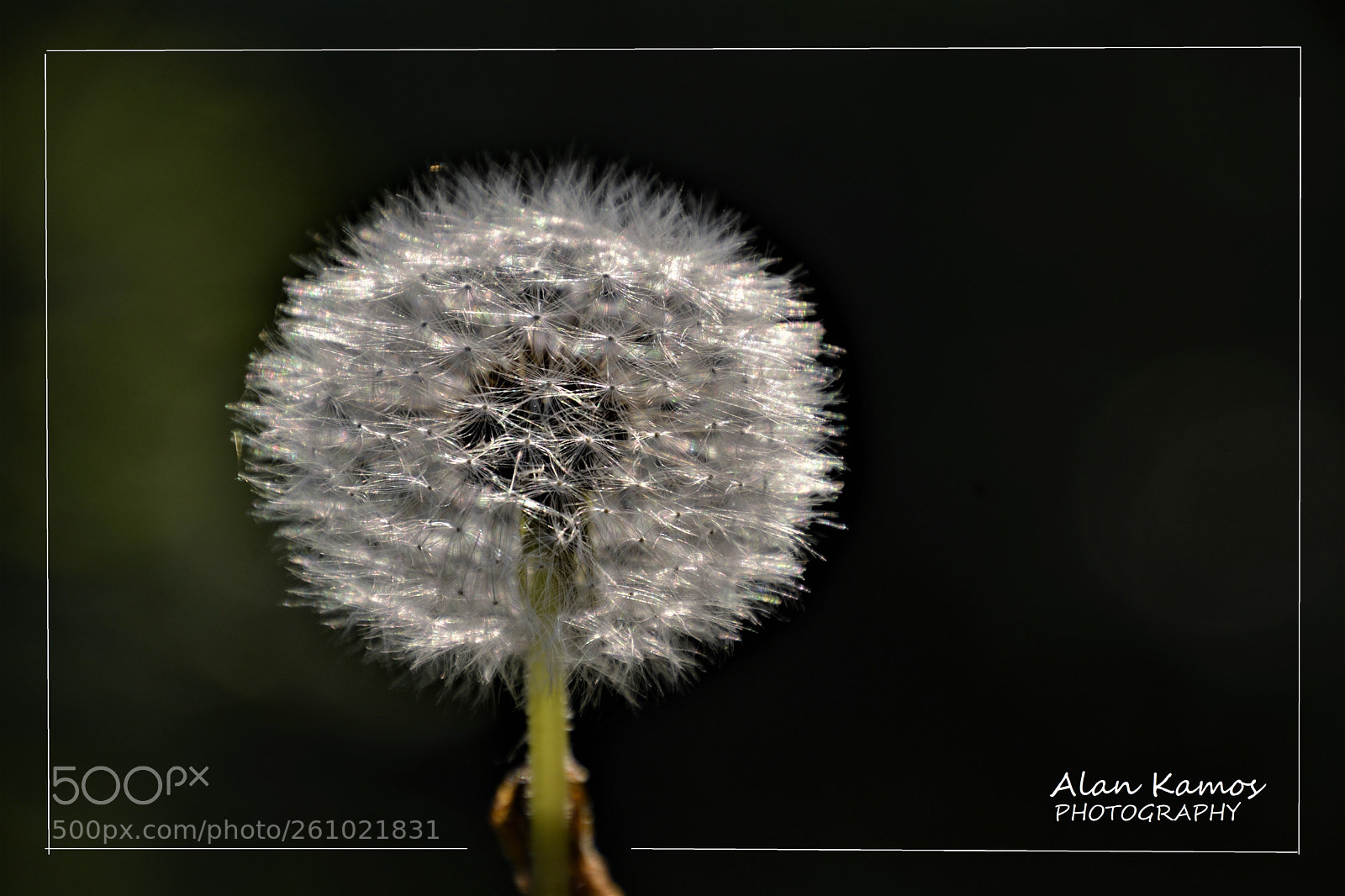 Nikon D5200 sample photo. Untitled photography