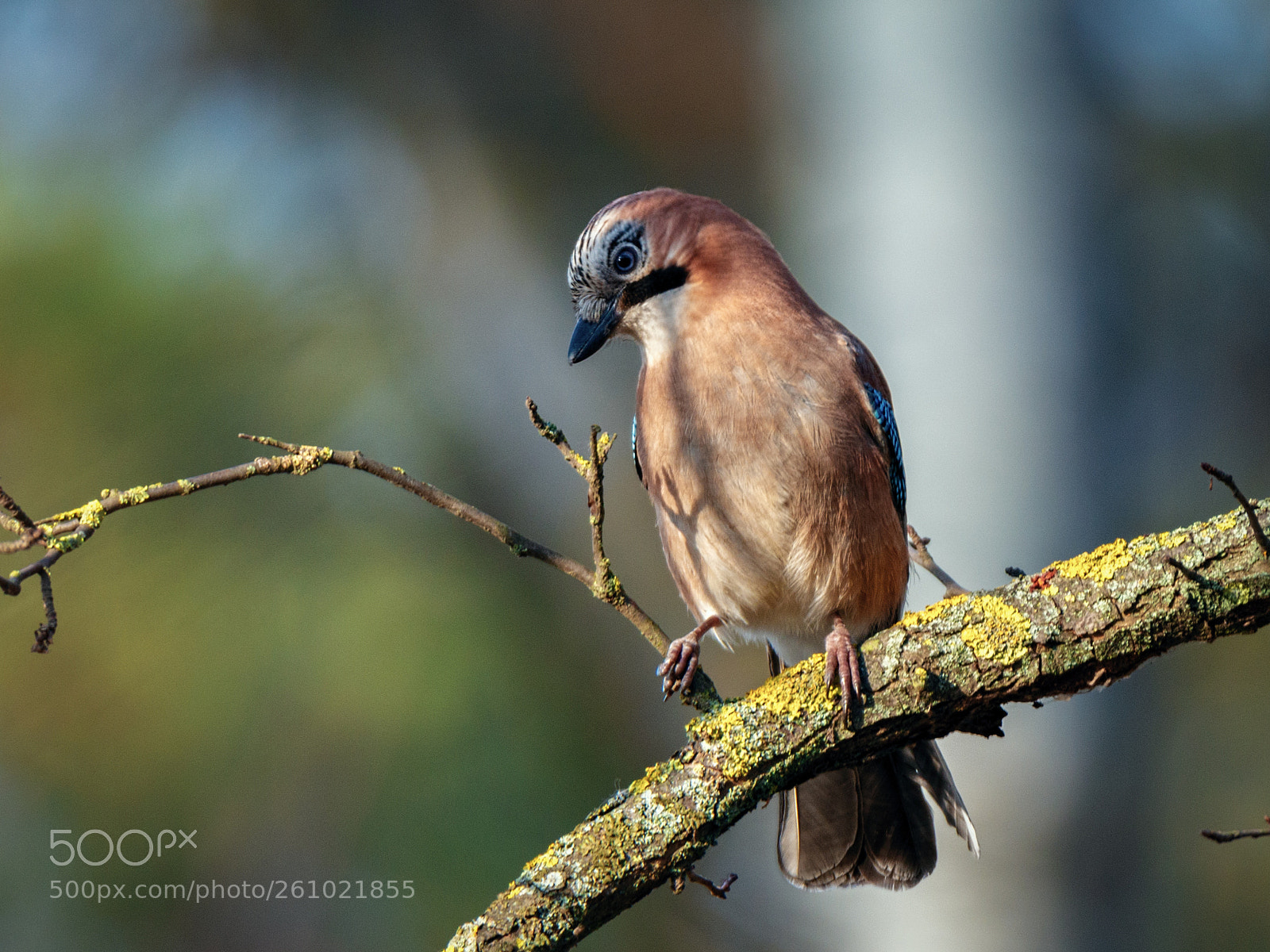 Nikon D800 sample photo. European jay photography