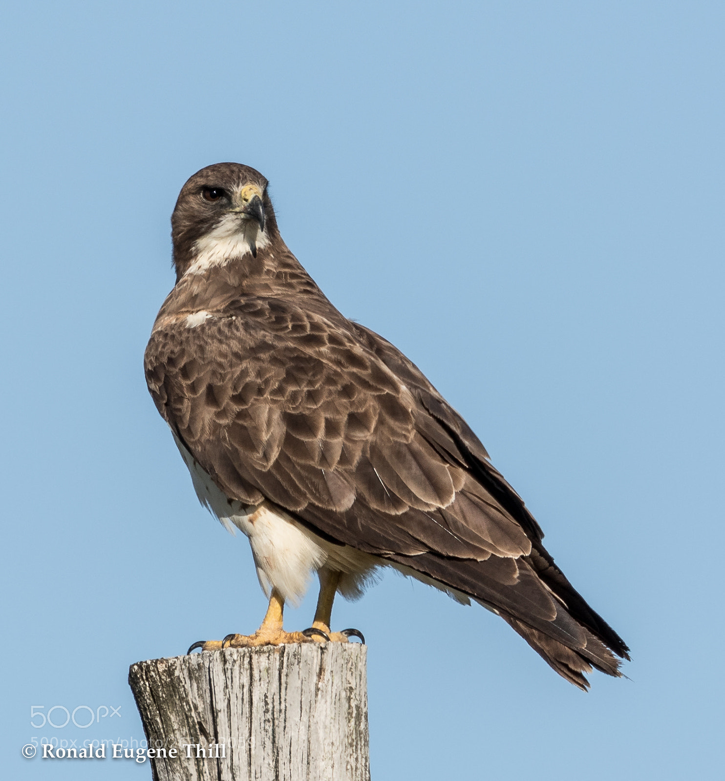 Canon EOS 7D Mark II sample photo. Swainson's hawk photography