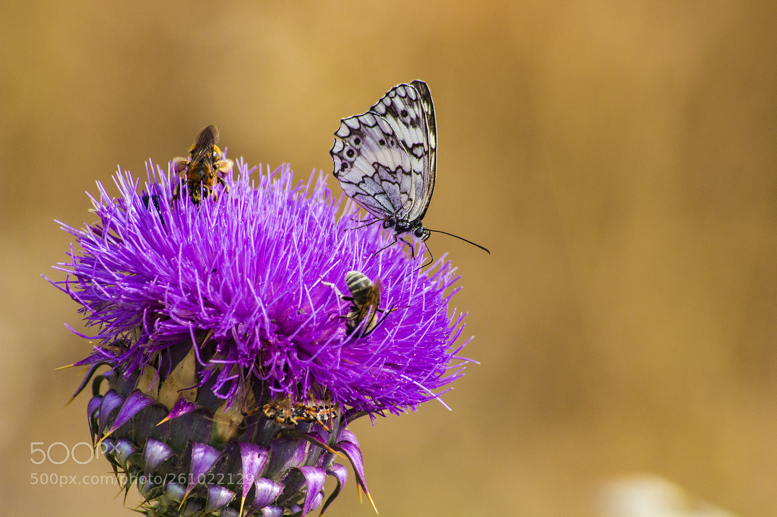 Canon EOS 600D (Rebel EOS T3i / EOS Kiss X5) sample photo. Melanargia larissa photography