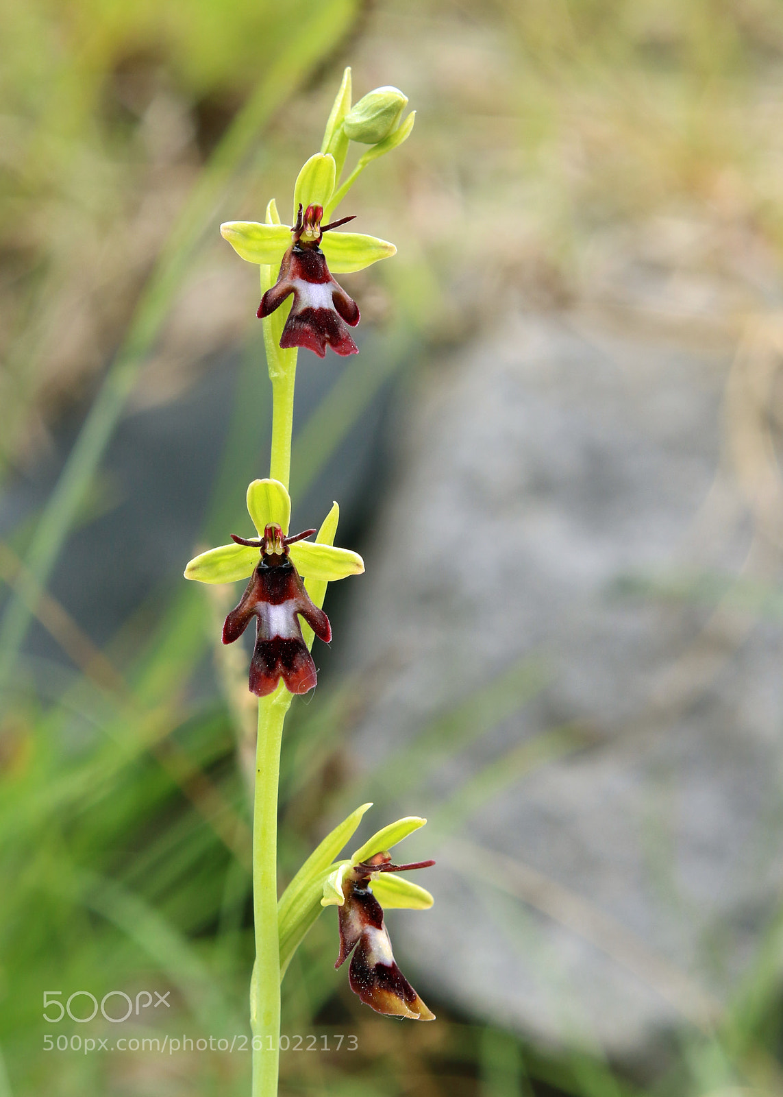 Canon EOS 7D Mark II sample photo. Fly orchid photography
