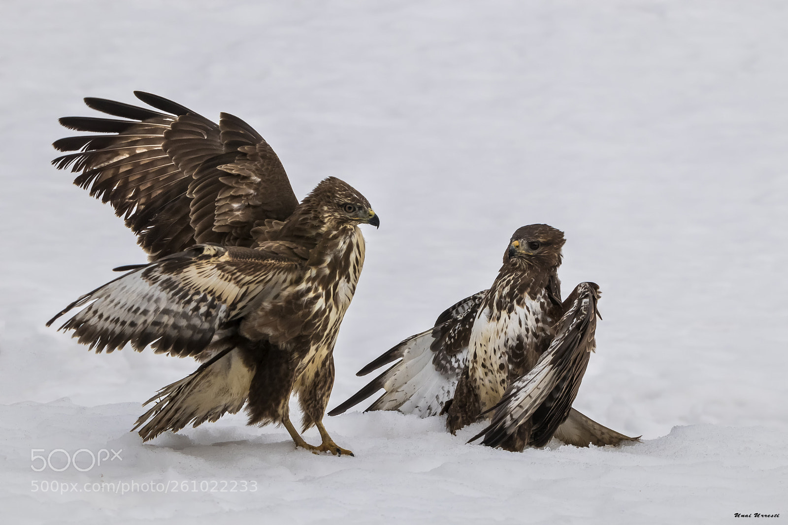 Canon EOS 77D (EOS 9000D / EOS 770D) sample photo. Pelea de busardos ratoneros. photography