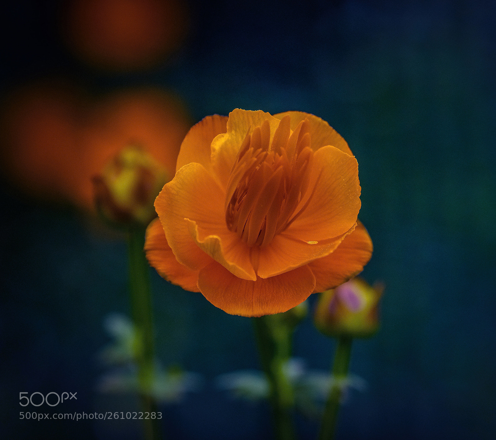 Fujifilm X-T2 sample photo. The golden queen photography