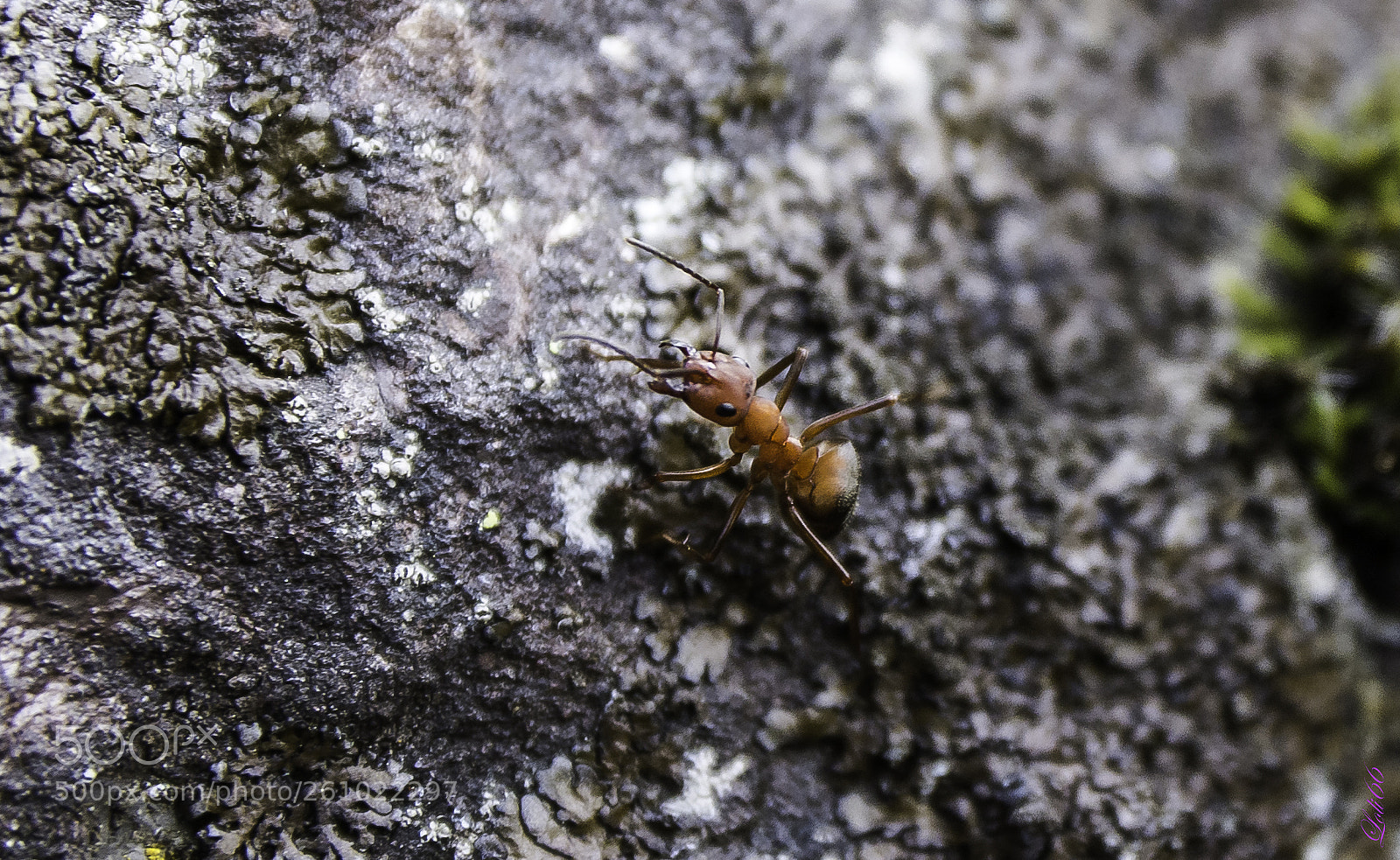 Nikon D7200 sample photo. Hormiga!!! photography