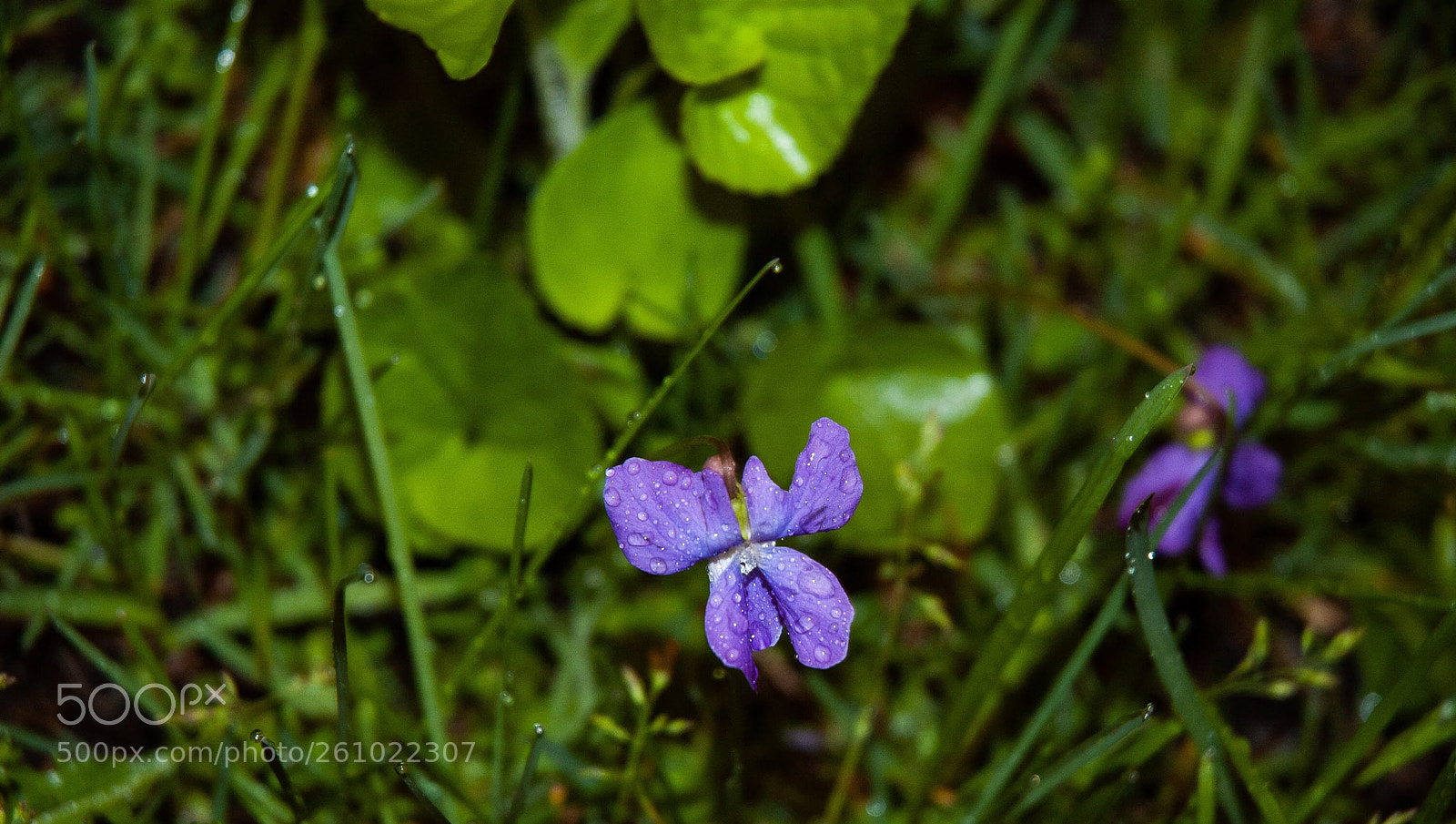 Nikon D50 sample photo. Butterfly flower photography