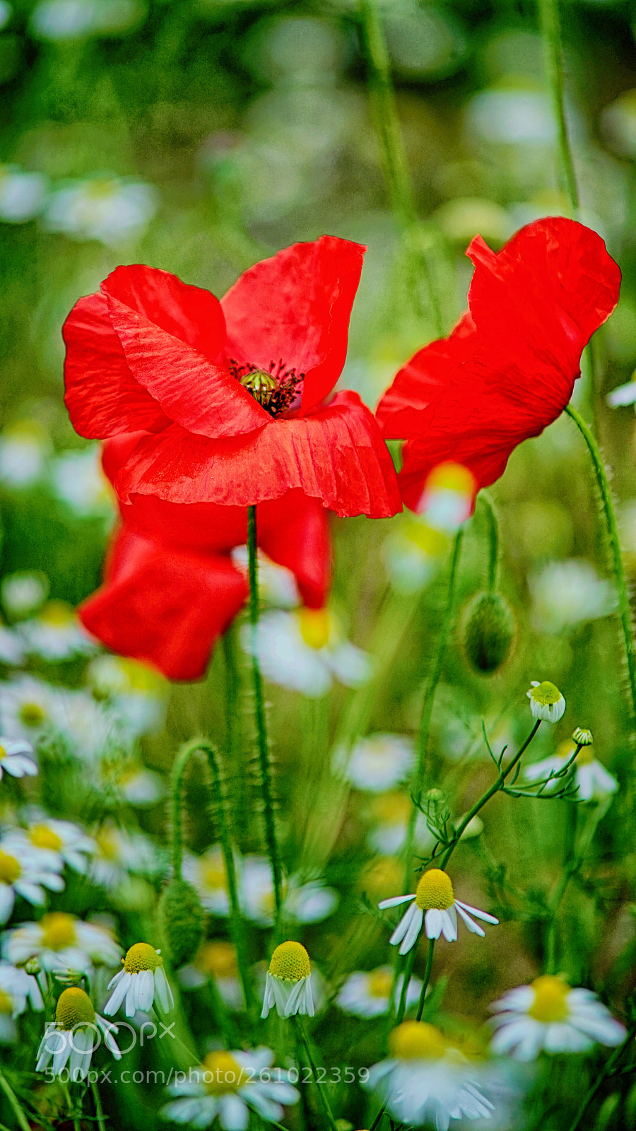 Sony a7 II sample photo. Ppvr photography