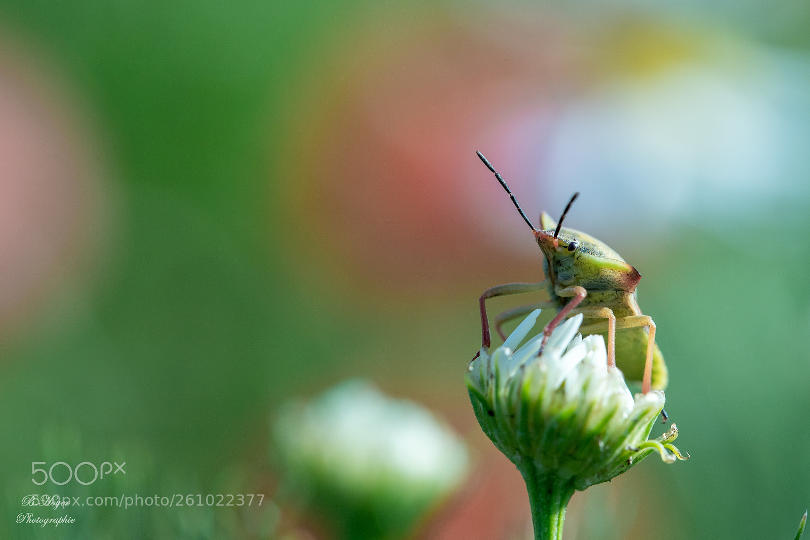Canon EOS 6D Mark II sample photo. Bug photography