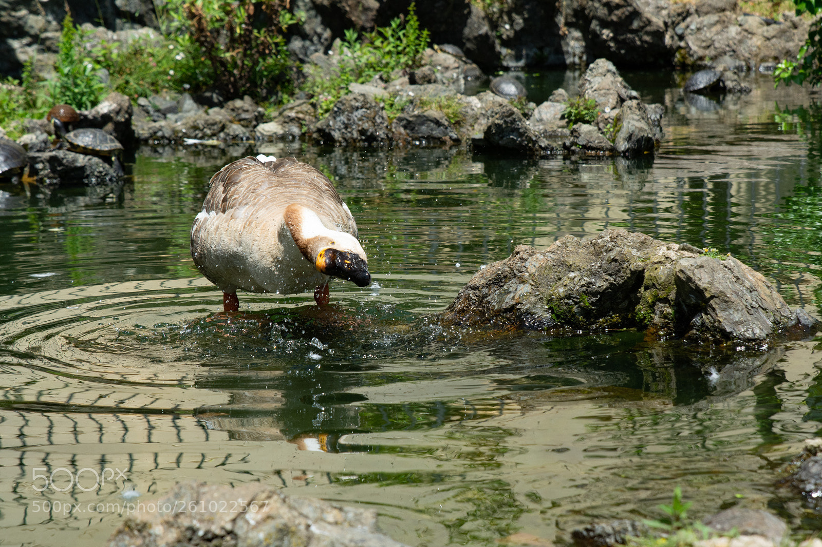Nikon D7100 sample photo. Bath time... photography