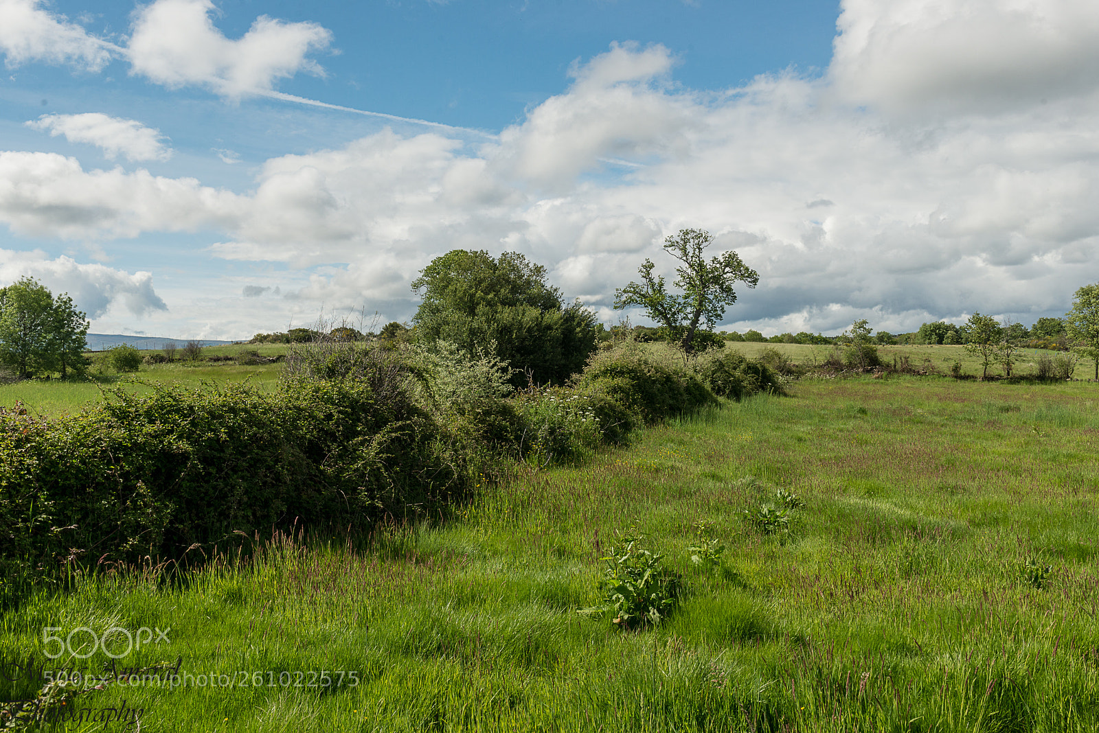 Nikon D610 sample photo. Cena rural photography