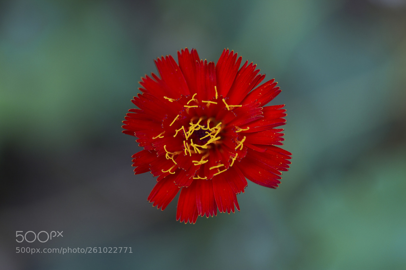 Canon EOS 60D sample photo. Rotes habichtskraut (hieracium rubrum) photography