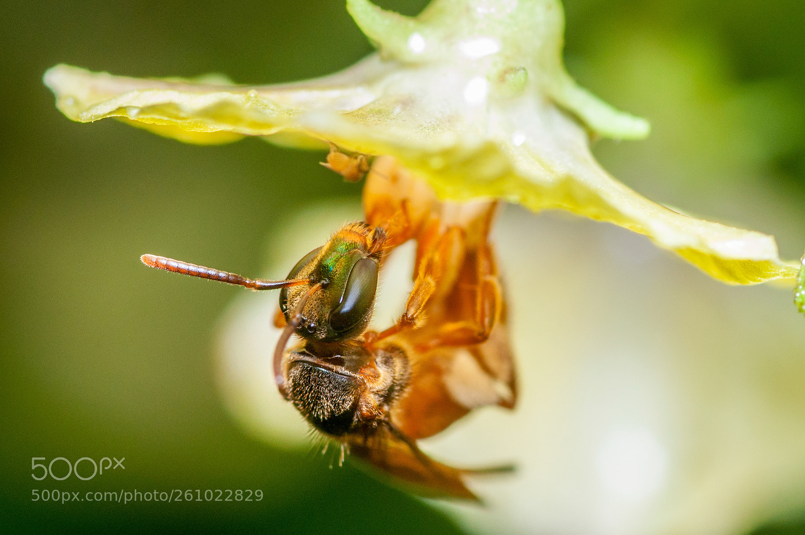 Nikon D5000 sample photo. Bee- abeja photography