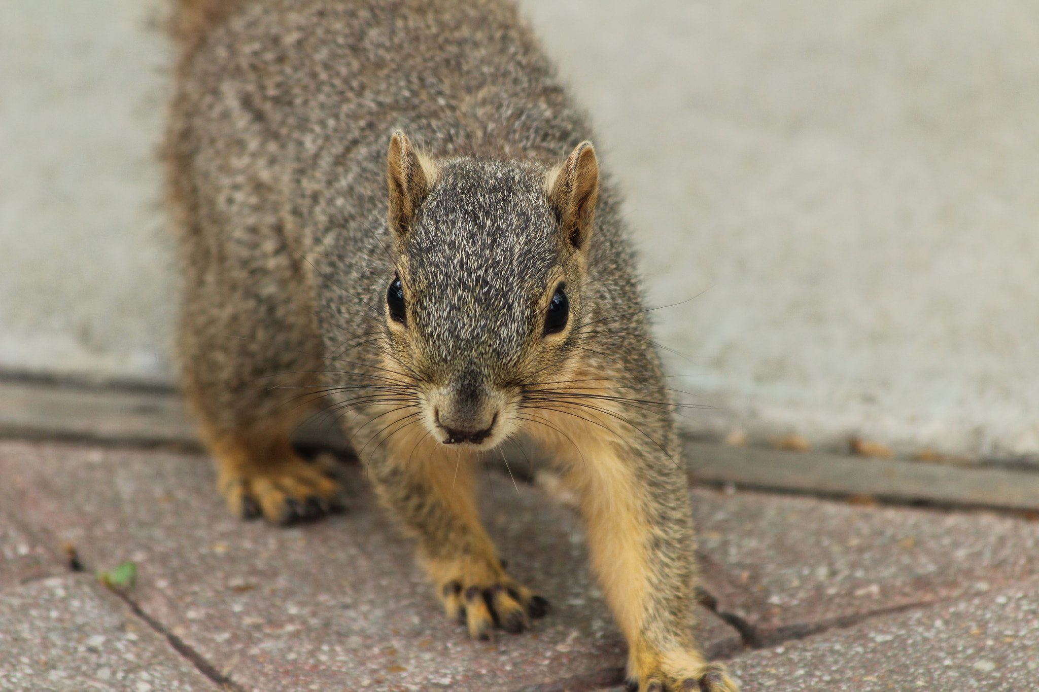 Canon EOS 1300D (EOS Rebel T6 / EOS Kiss X80) sample photo. Squirrel close-up photography