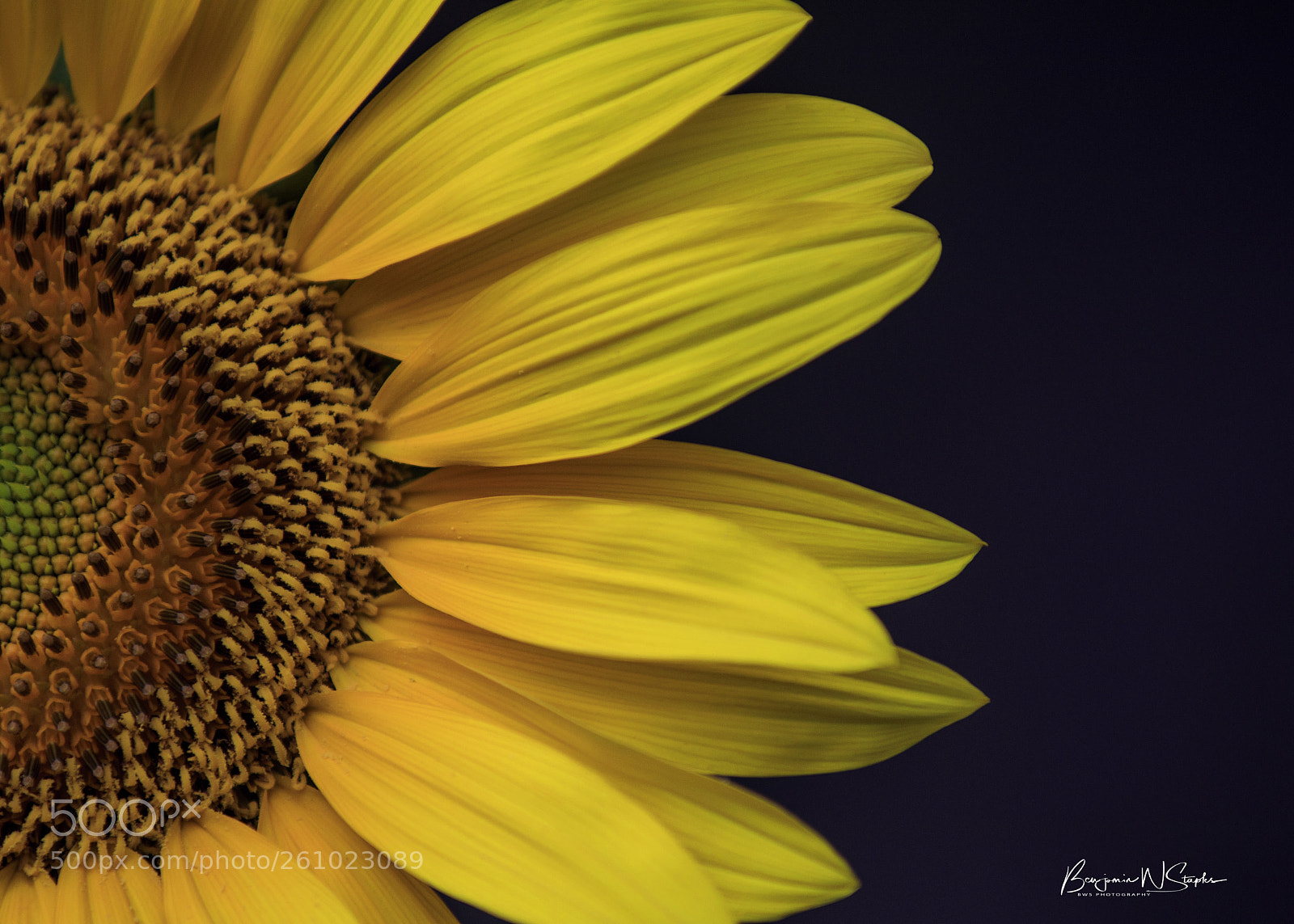 Canon EOS 80D sample photo. Sunflower... photography