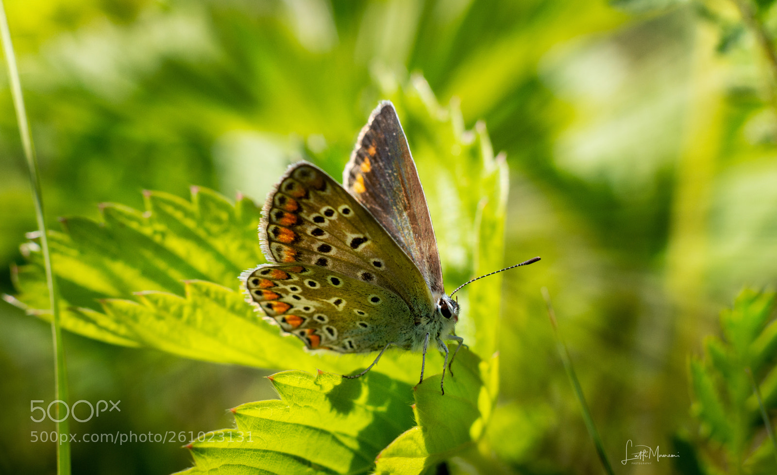 Nikon D7200 sample photo. Butterfly in the meadow photography