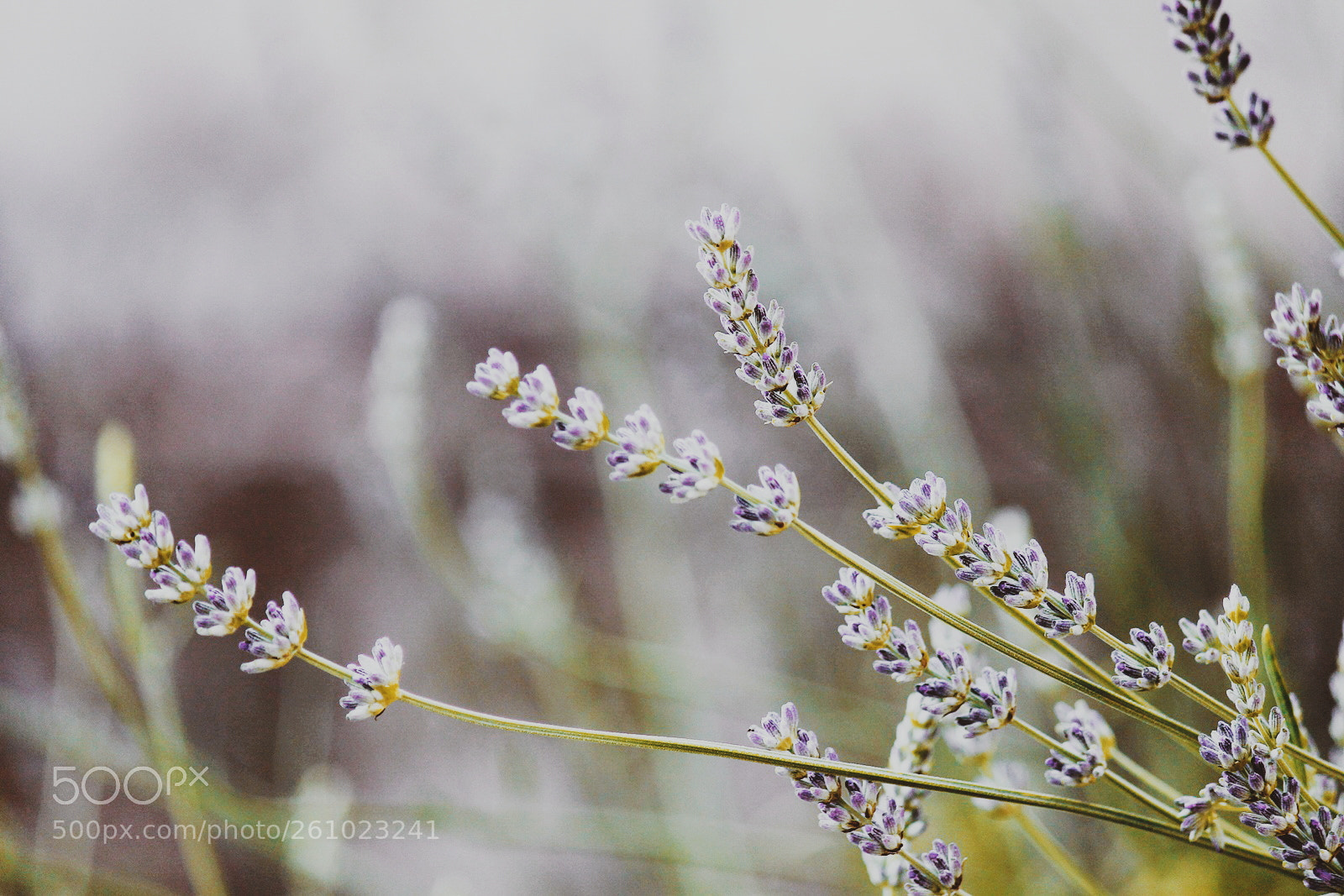 Canon EOS 1100D (EOS Rebel T3 / EOS Kiss X50) sample photo. Lovender photography